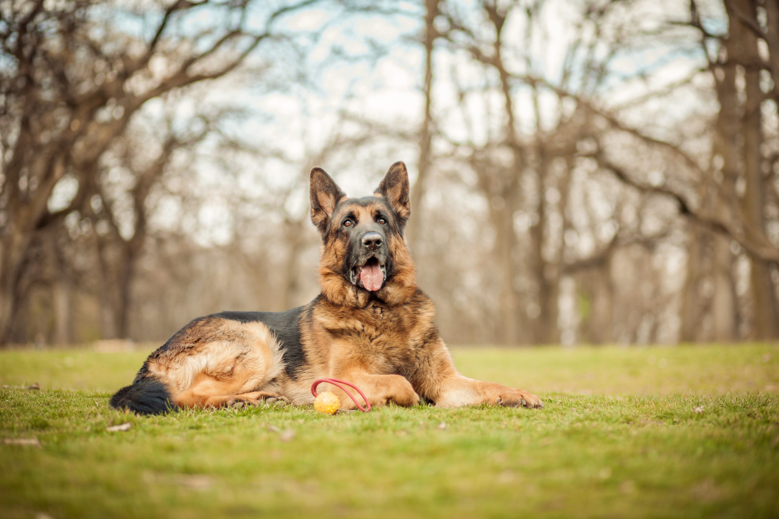 German Shepherd Breed: Characteristics, Care & Photo
