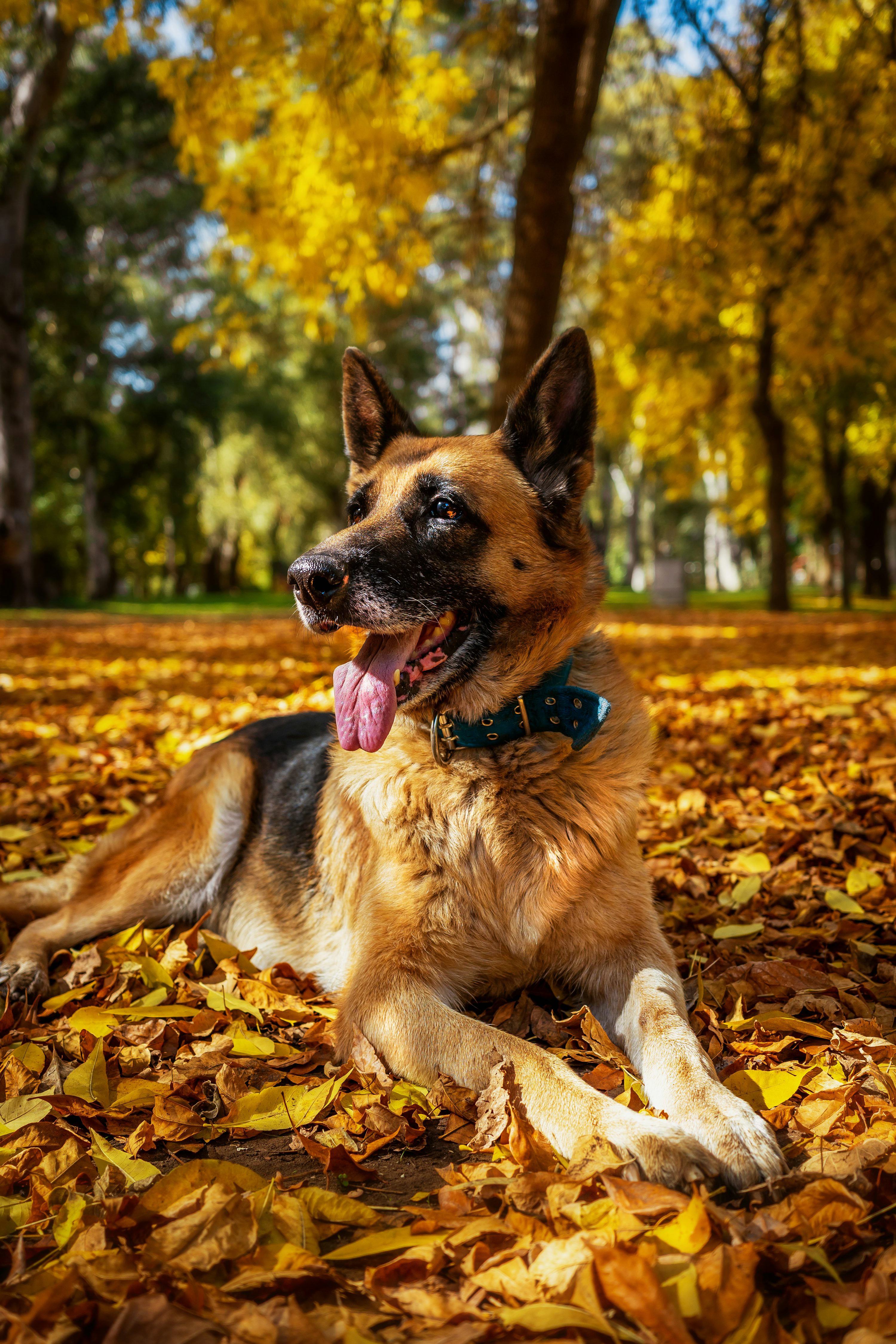 German Shepherd Dog Picture [HD]. Download Free Image