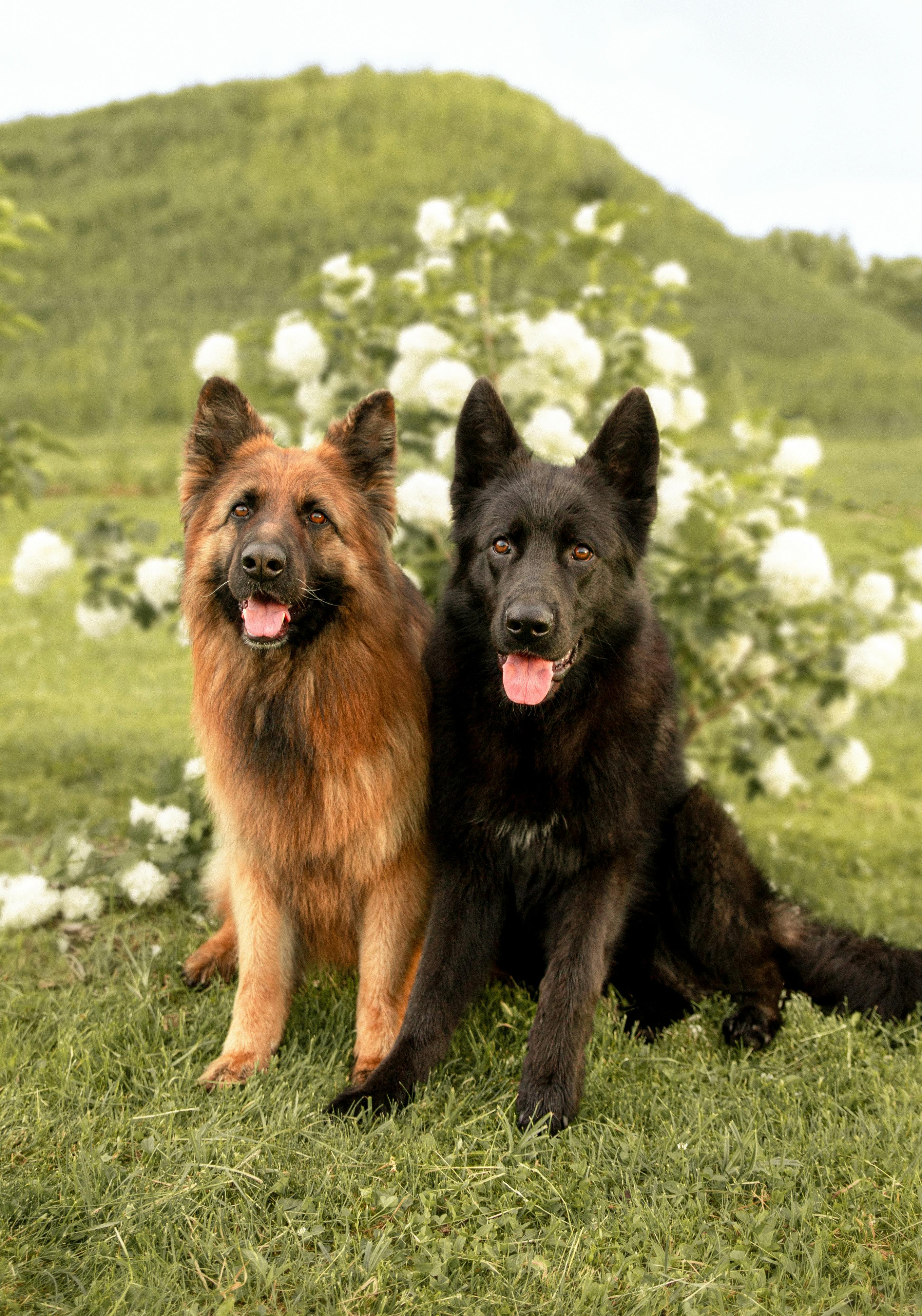 Black German Shepherd Photo, Download The BEST Free Black German Shepherd & HD Image