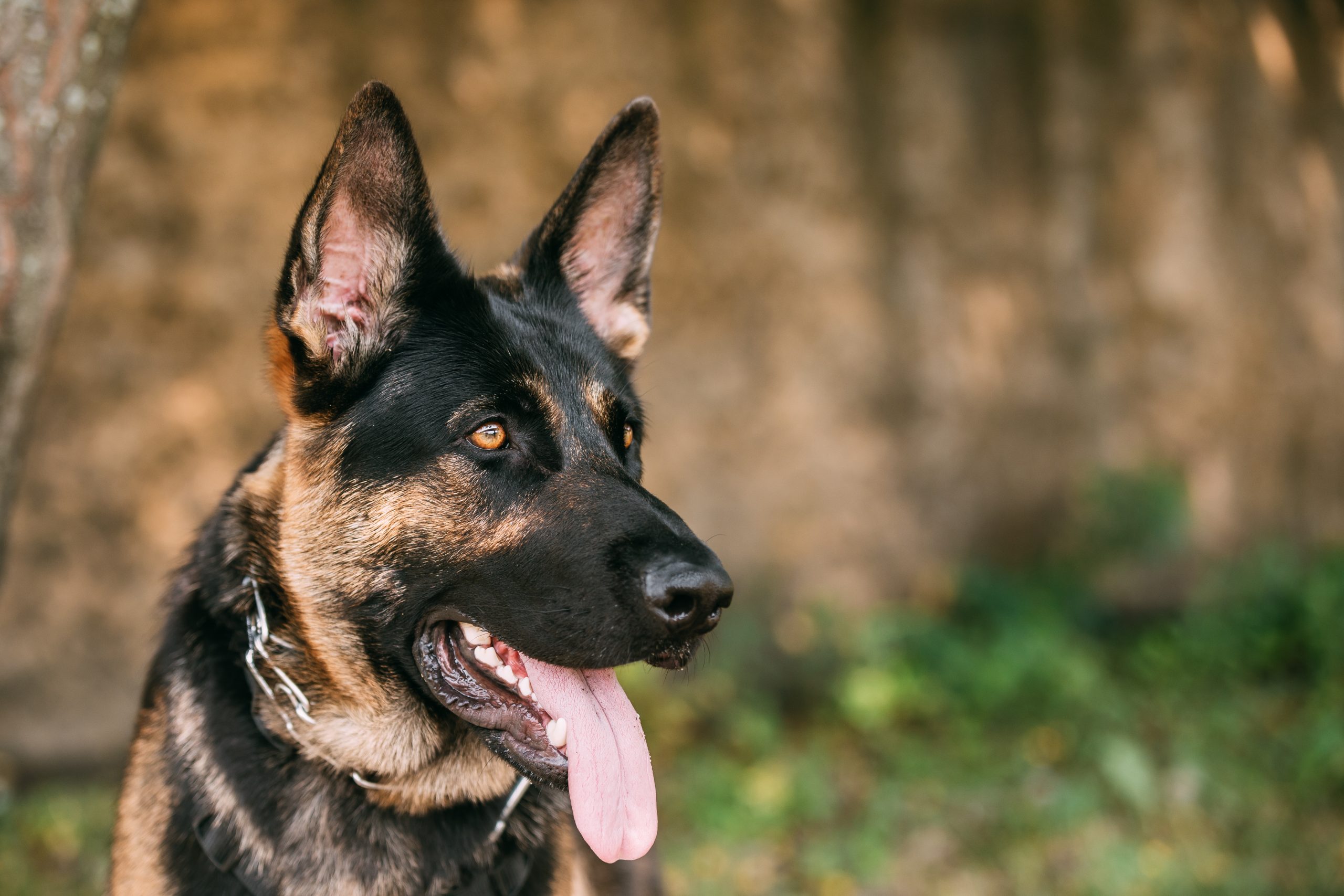 German Shepherd Breed: Characteristics, Care & Photo