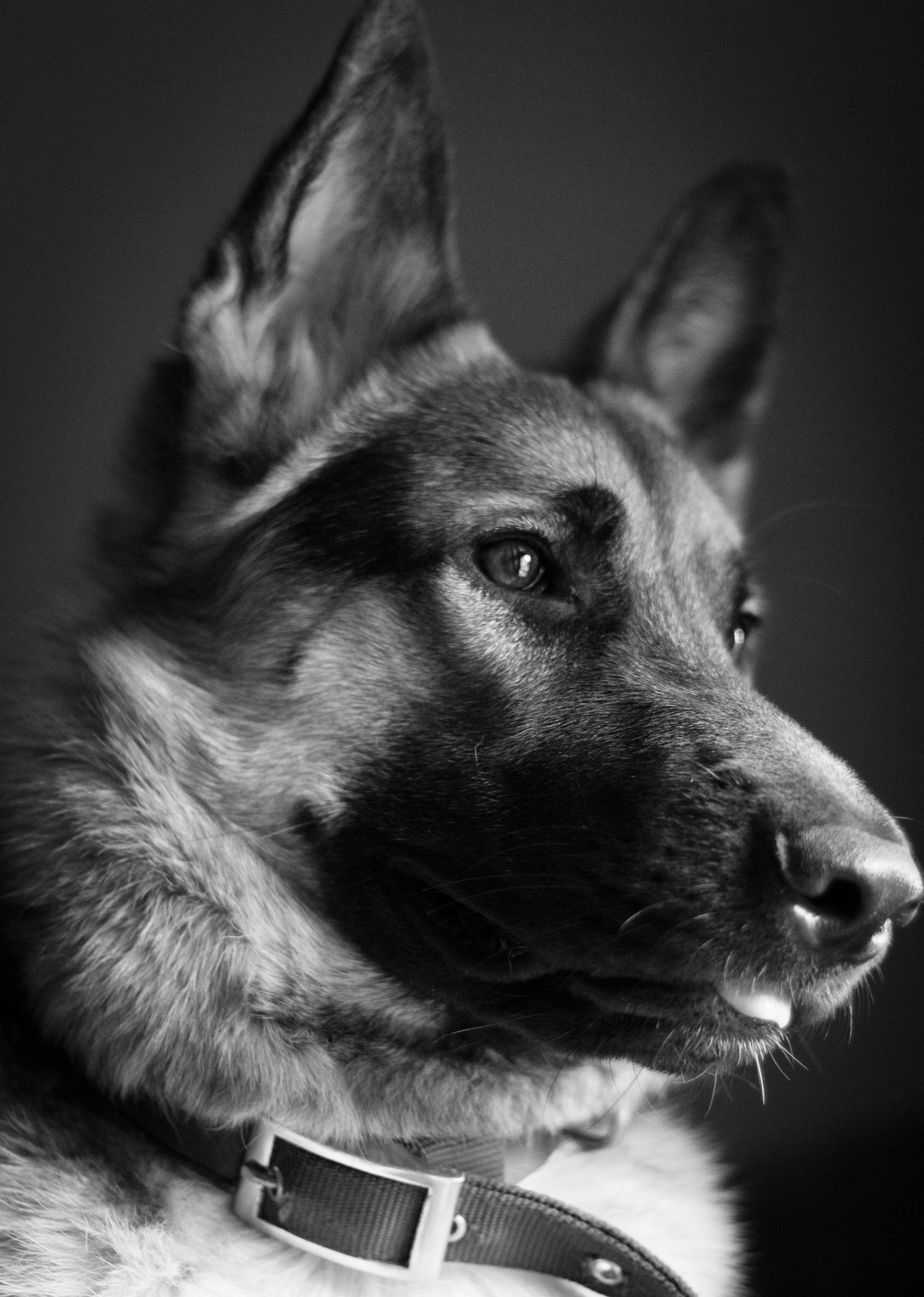 German Shepherd Photo, Download The BEST Free German Shepherd & HD Image