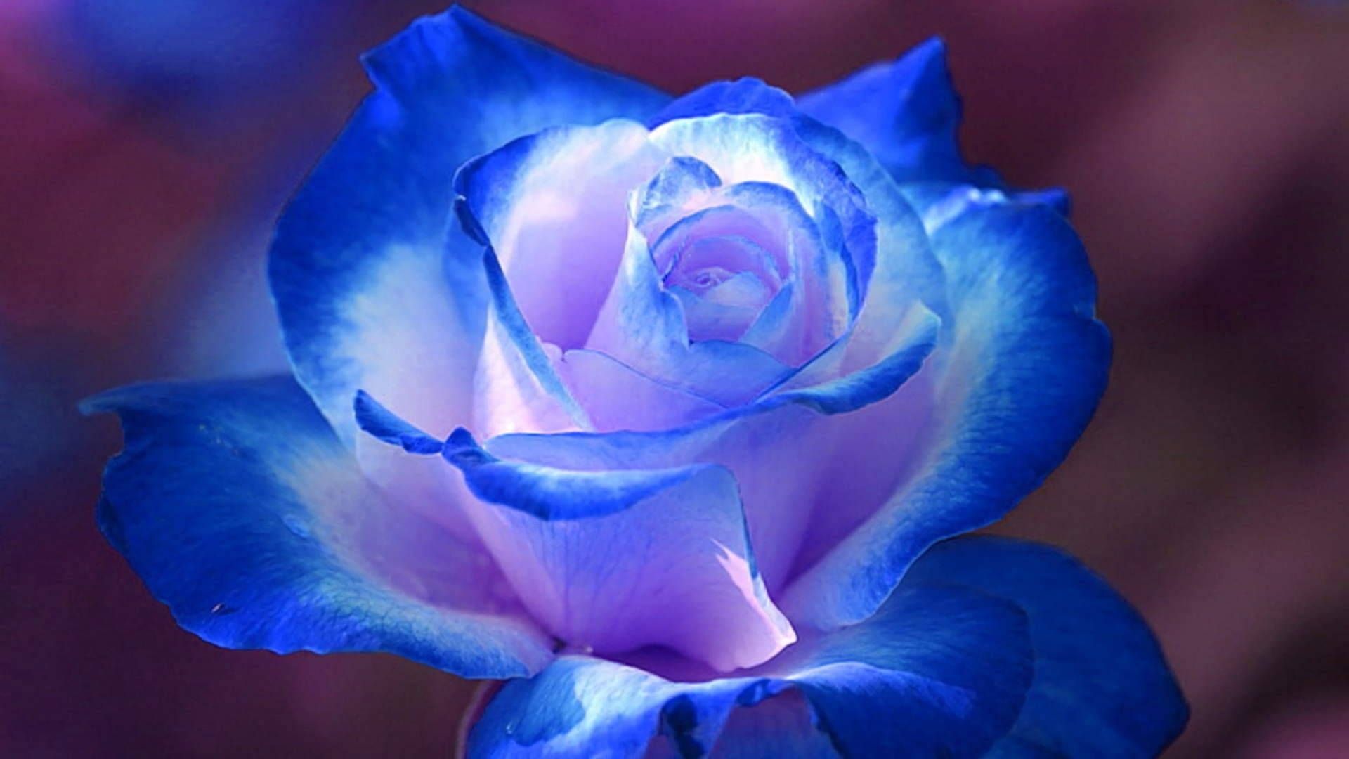 Enchanting Blue Rose HD Wallpaper: Nature's Elegant Blue Flower