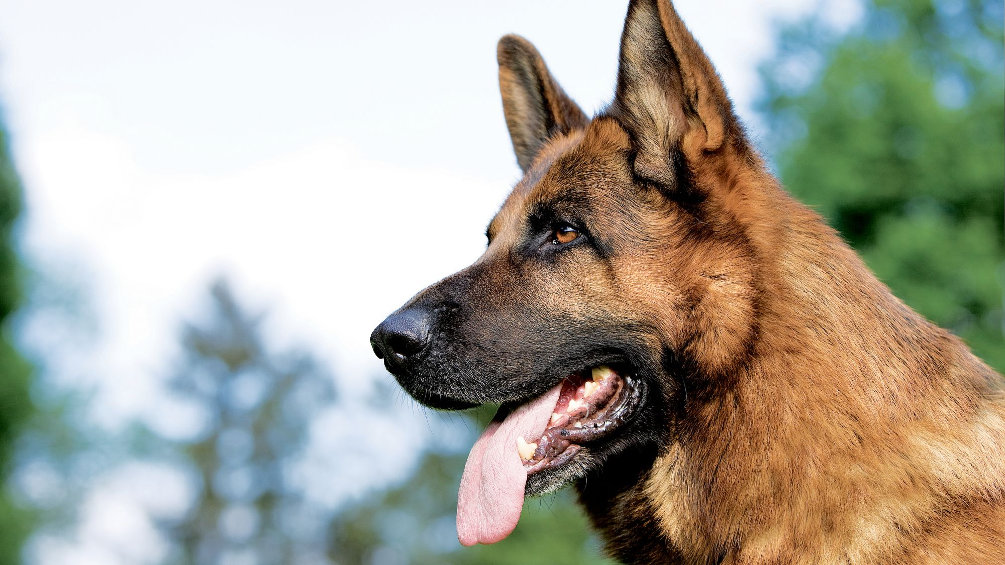 German Shepherd. Royal Canin IN