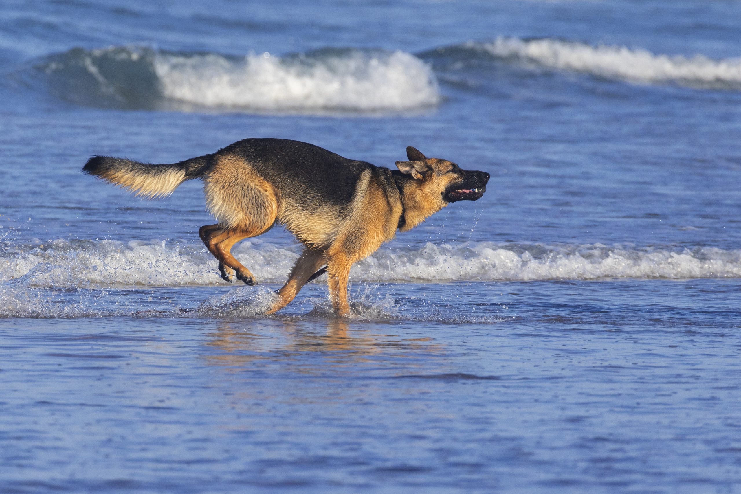 German Shepherd Breed: Characteristics, Care & Photo