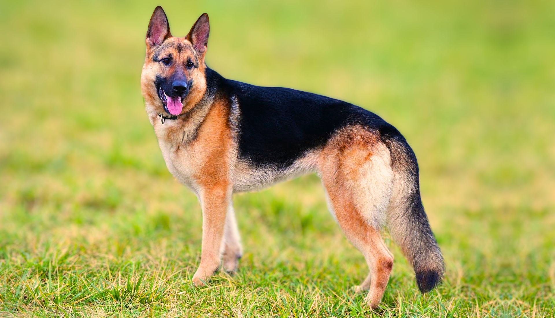 German Shepherd Dog Breed Traits, Training & Care