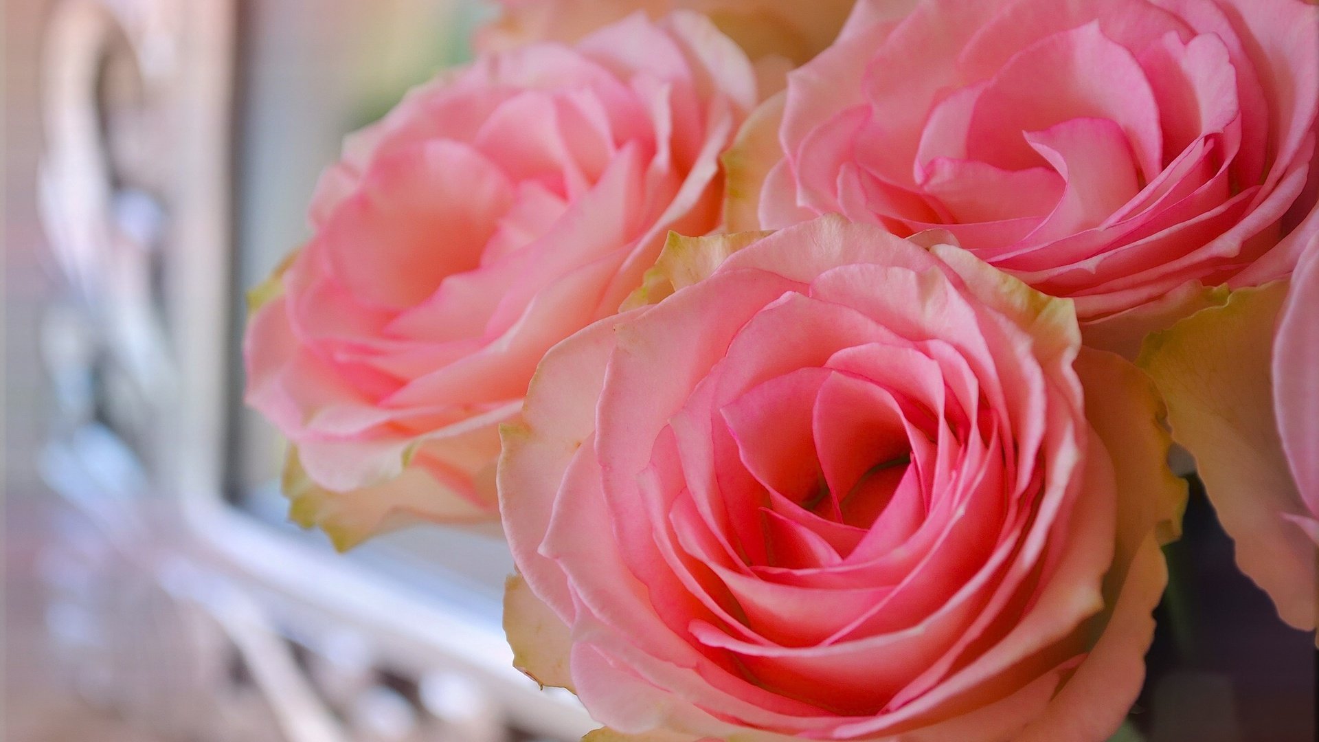 flower, Nature, Plant, Colorful, Beautiful, Flowers Wallpaper HD / Desktop and Mobile Background