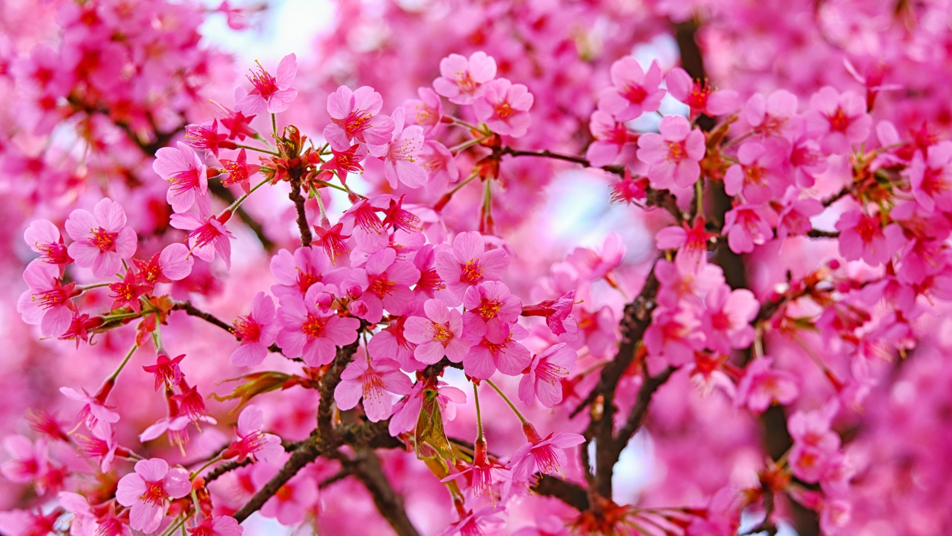Cherry Blossom Pink Flowers Trees Branches Blur Background 4K HD Flowers Wallpaper