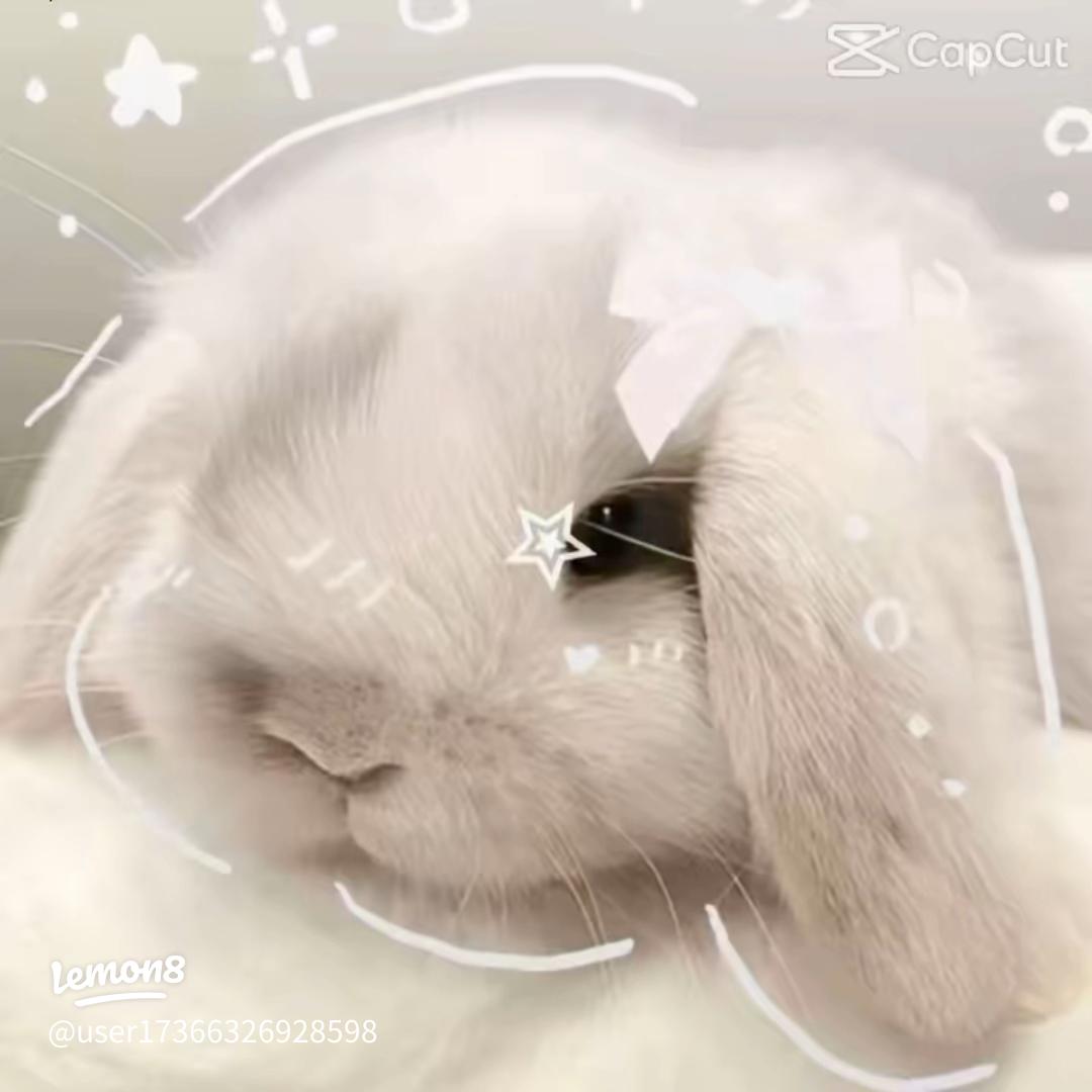 Cute Bunny: The Ultimate Guide to Adorable Rabbit Care