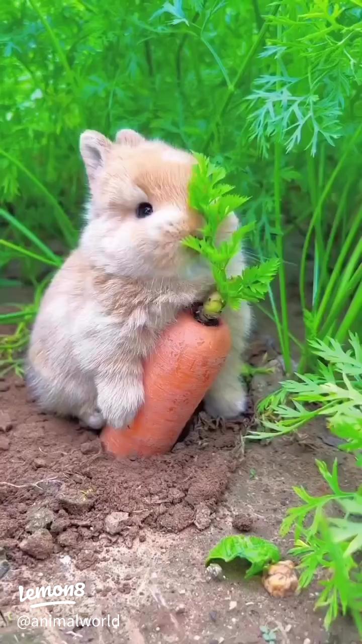 Adorable Cute Bunnies