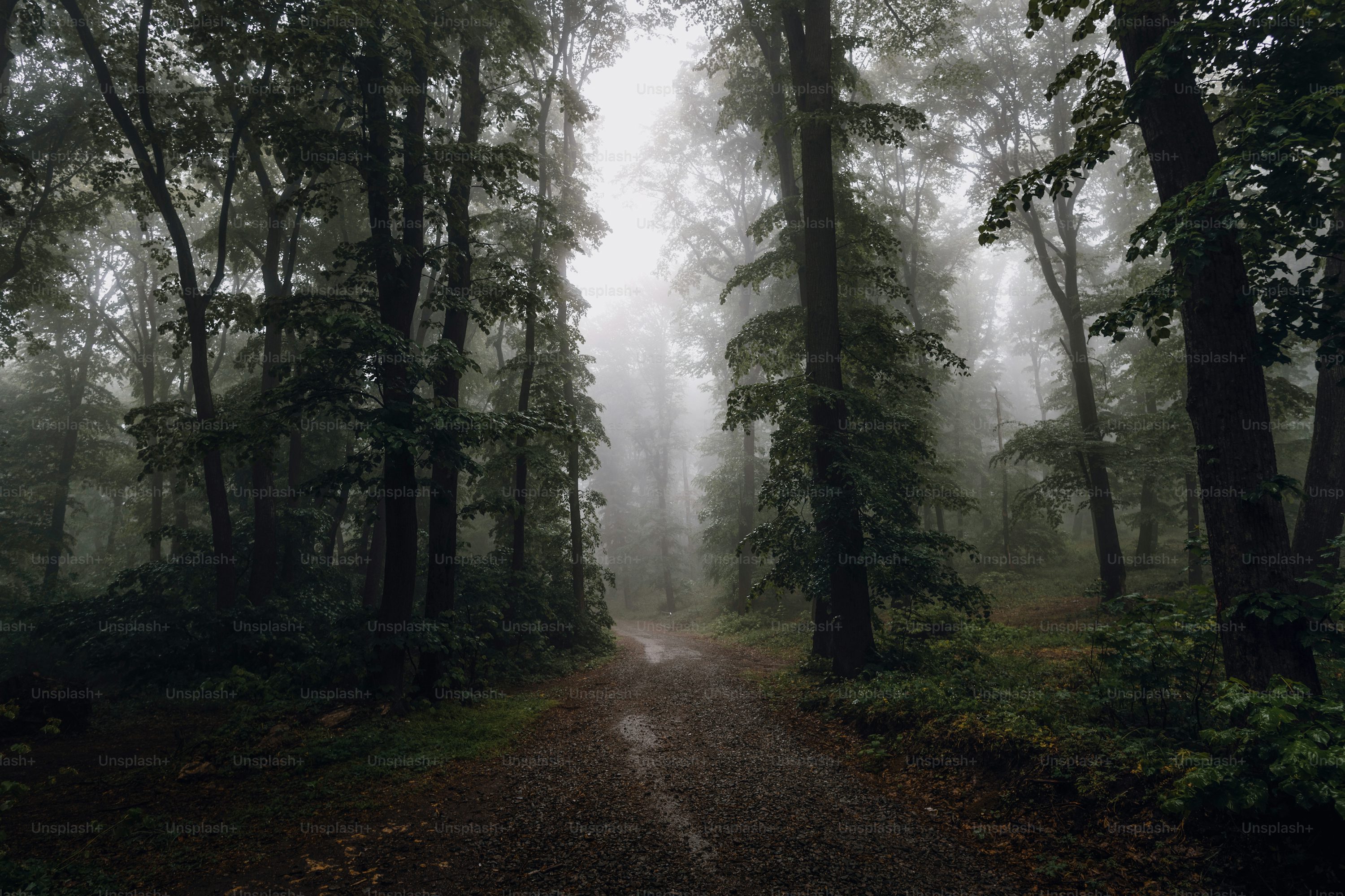Dark Forest Picture [HD]. Download Free Image