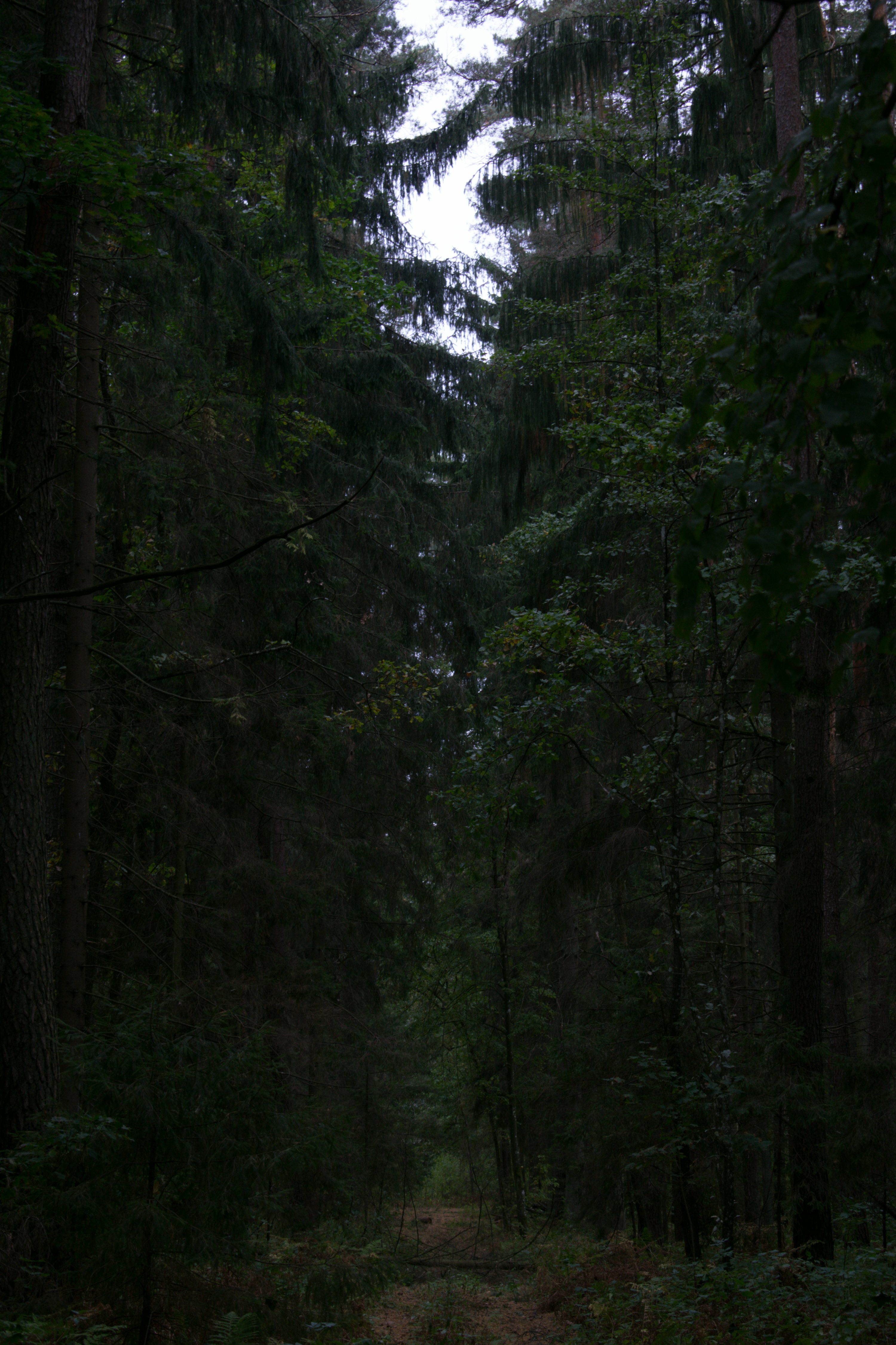 A path in the middle of a forest in the rain photo