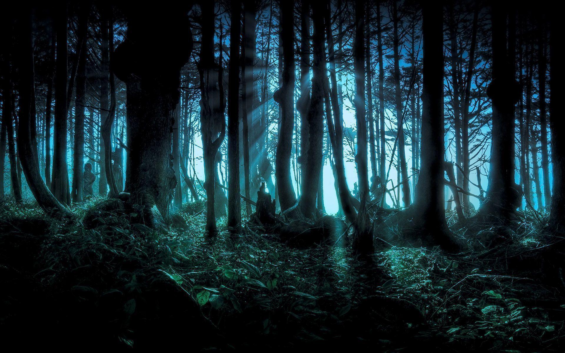 Beautiful Dark Forest Wallpaper, HD Beautiful Dark Forest Background on WallpaperBat