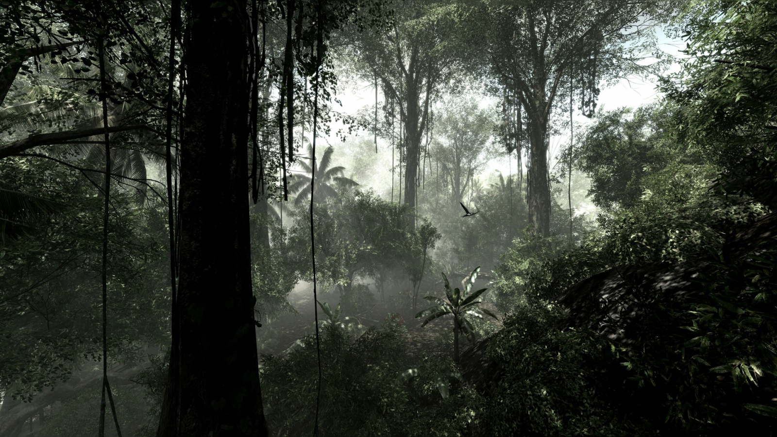 Dark Jungle Background Wallpaper 08341