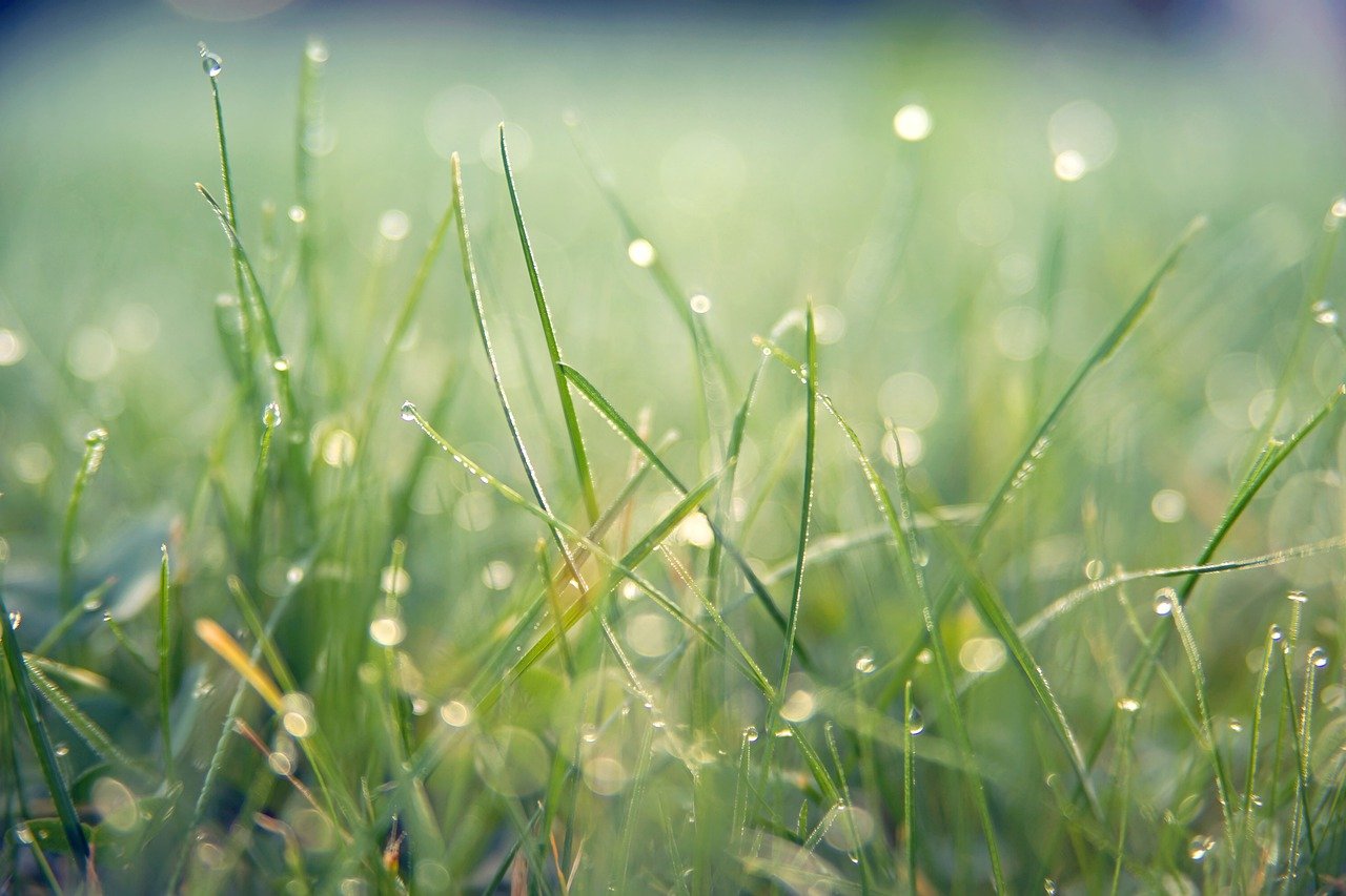 Natural lawns are healthier, more sustainable and Dairy