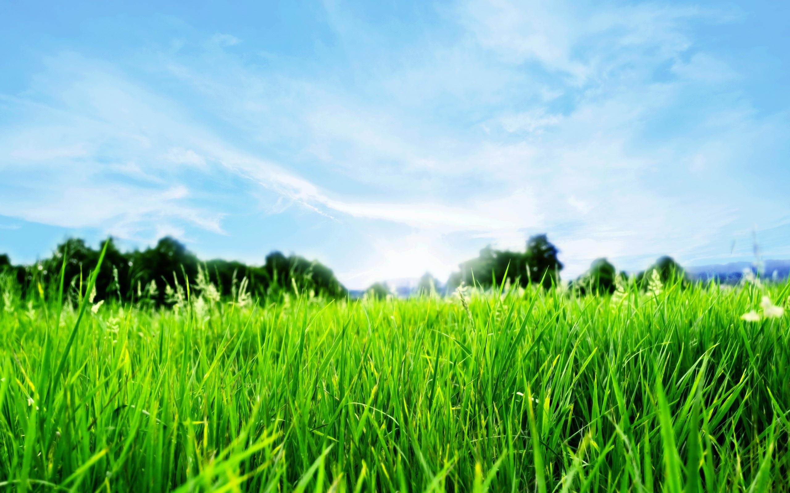 Lawn Care Tips to Maintain the Garden