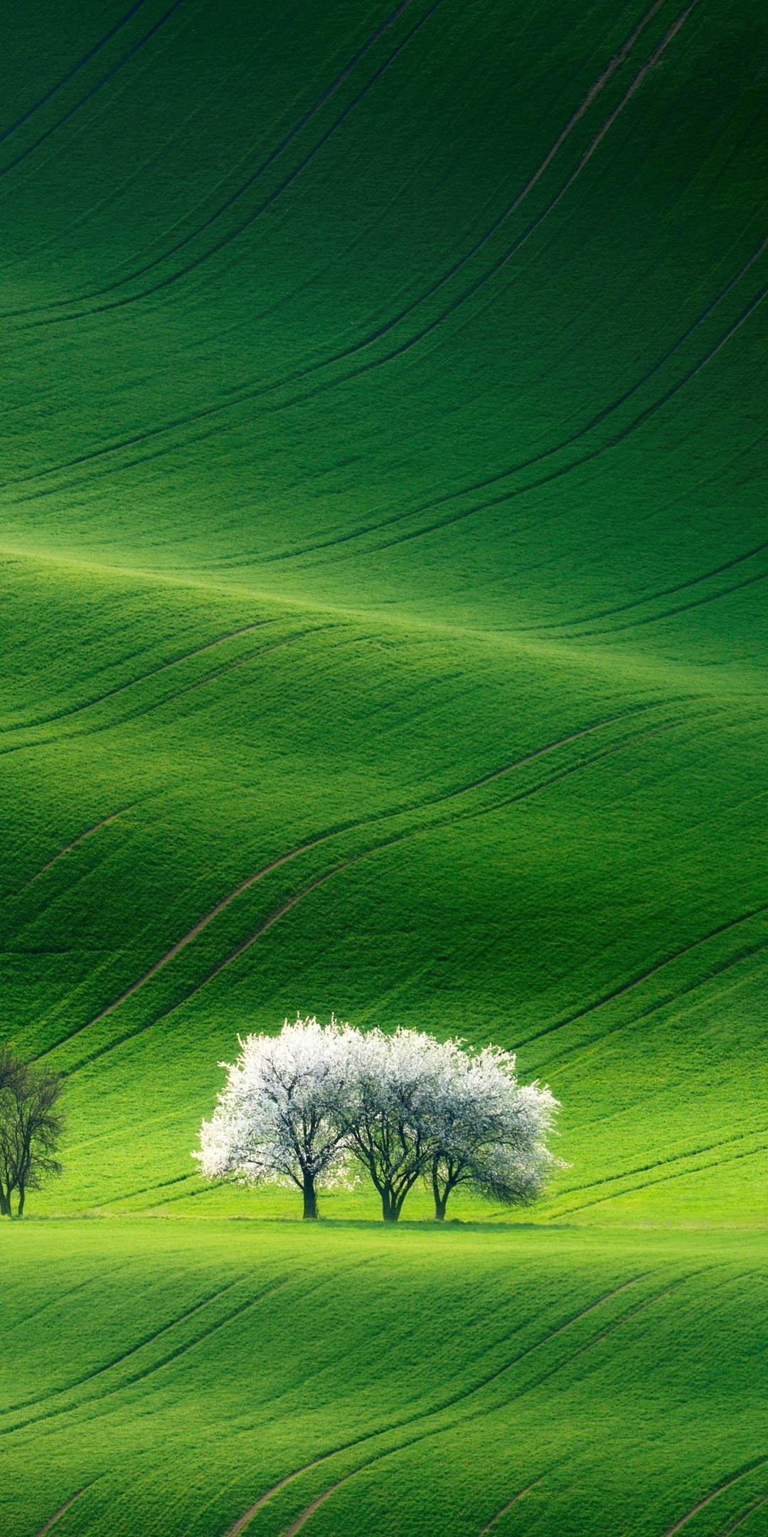 Grassland Wallpaper 4K, Green, Landscape, Summer, Stock