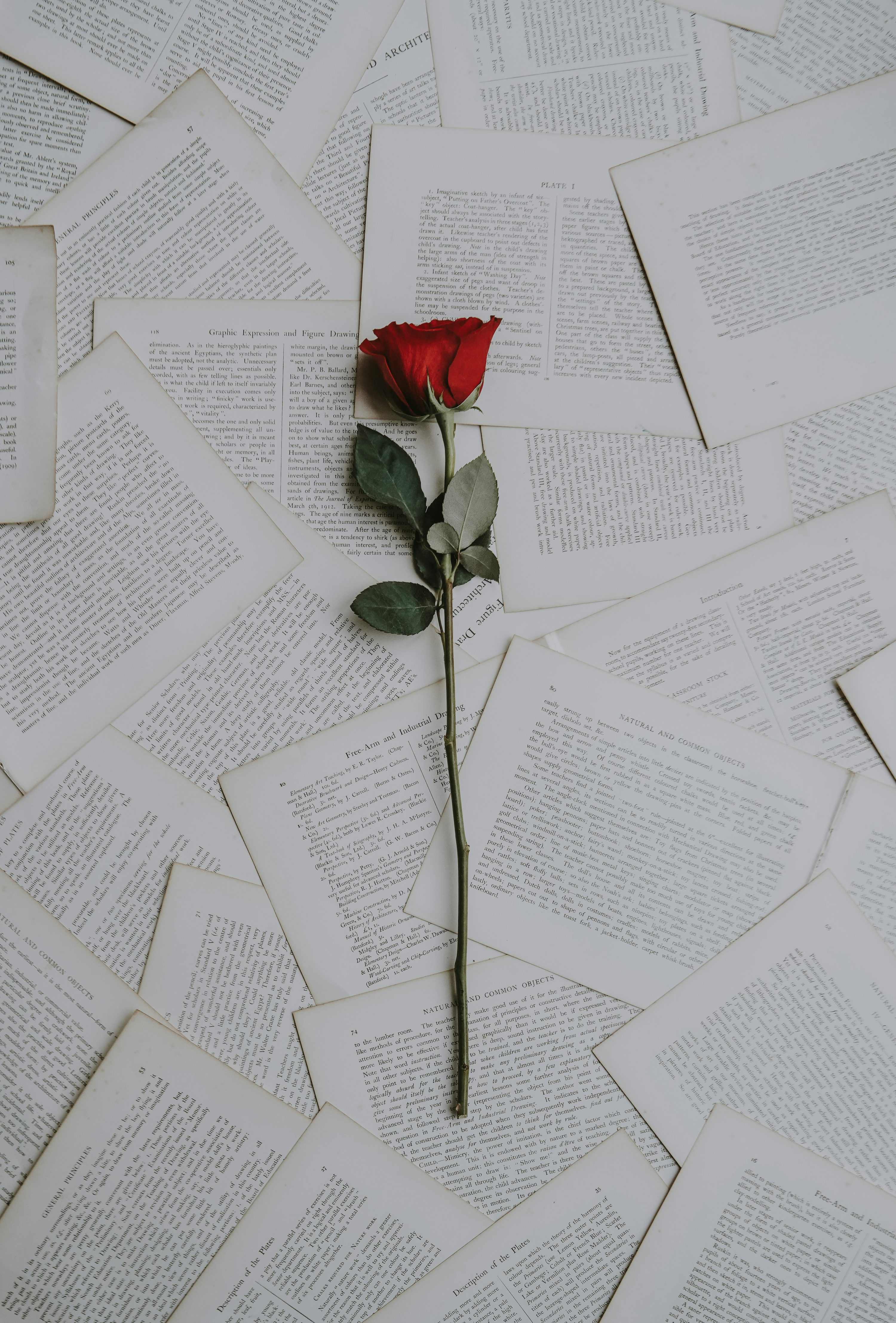 Red rose on book sheets photo