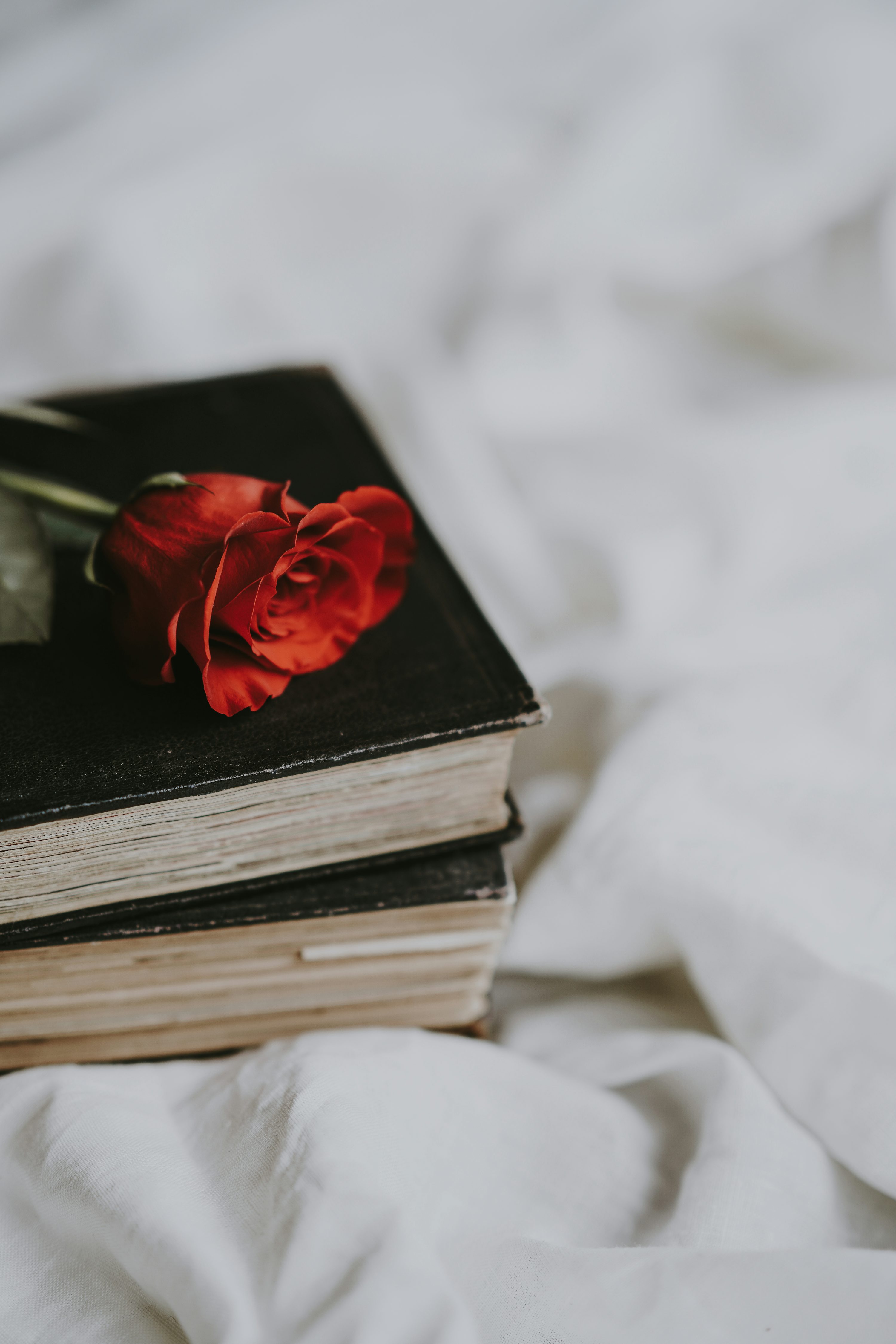 Closeup photo of red rose on black book photo