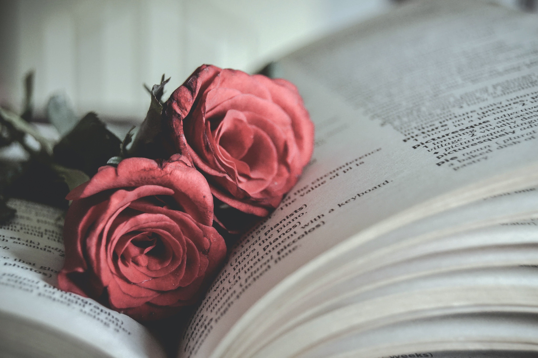 Wallpaper flowers, roses, book for mobile and desktop, section цветы, resolution 2048x1365