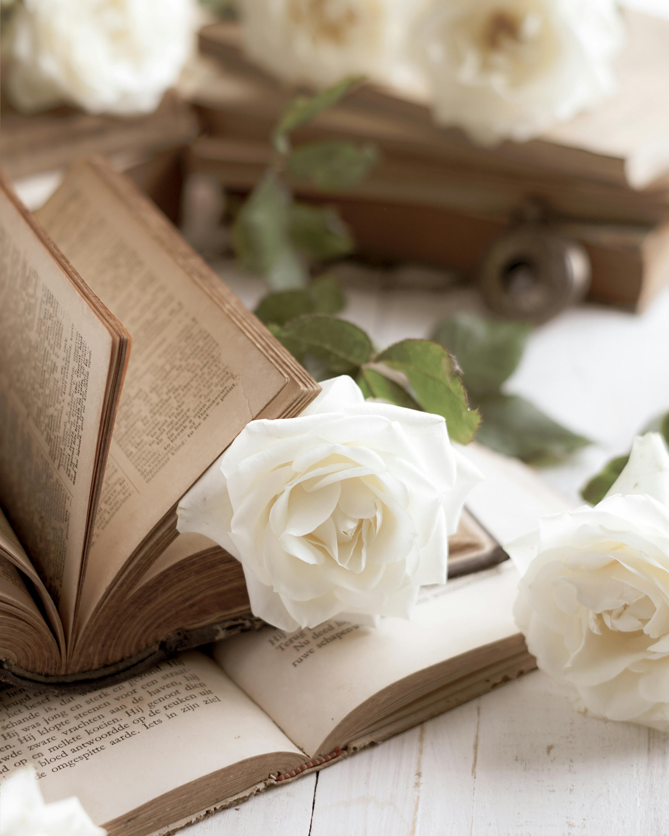 Selective Focus of Books and White Roses · Free