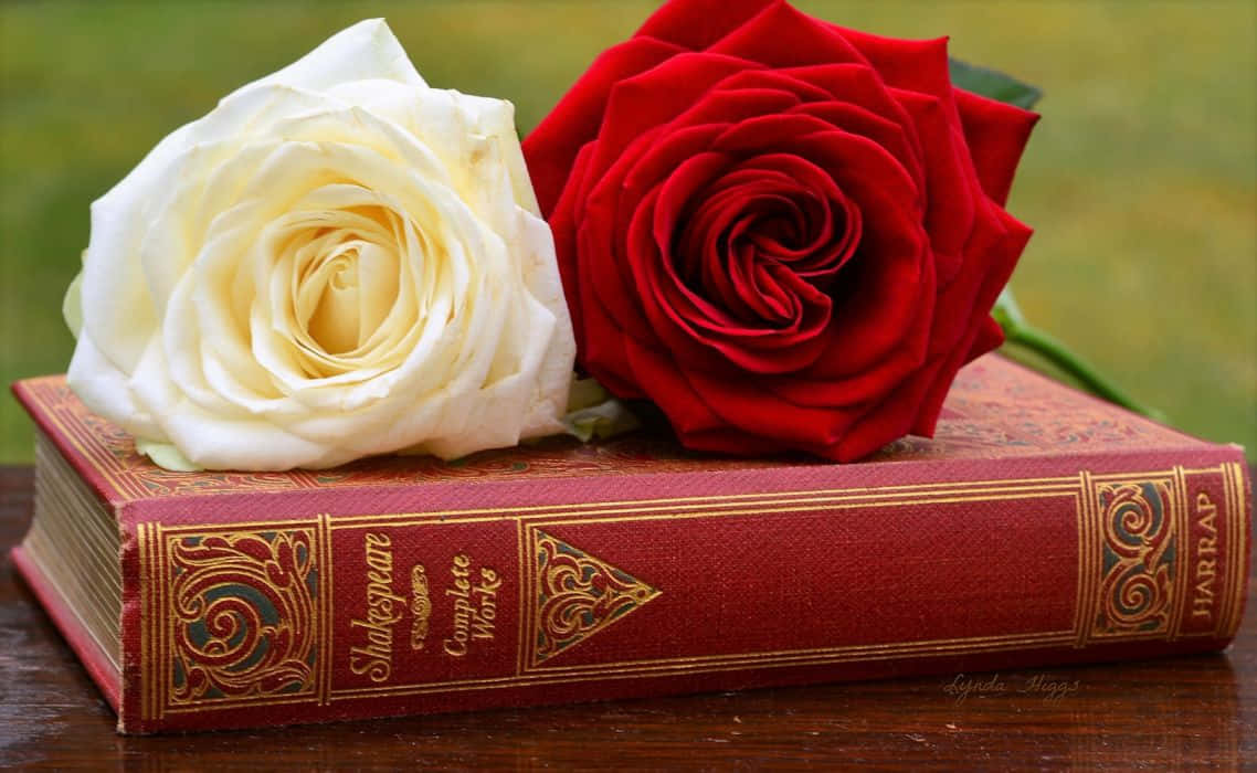 Download Red And White Roses On A Book Wallpaper