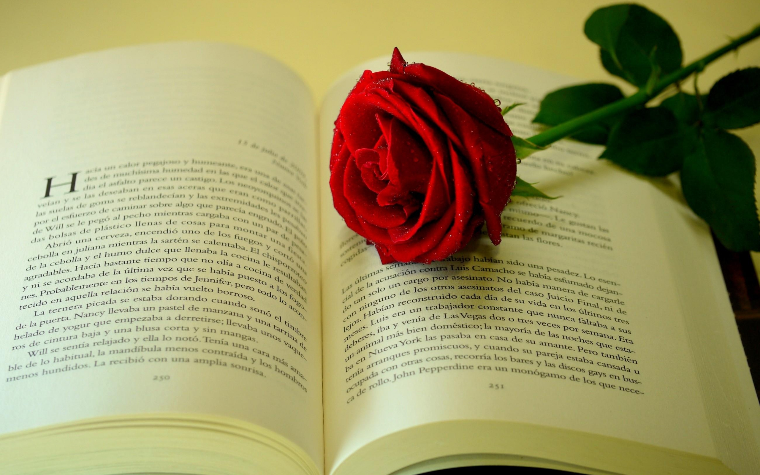 Wallpaper Red Rose on Book Page, Background Free Image