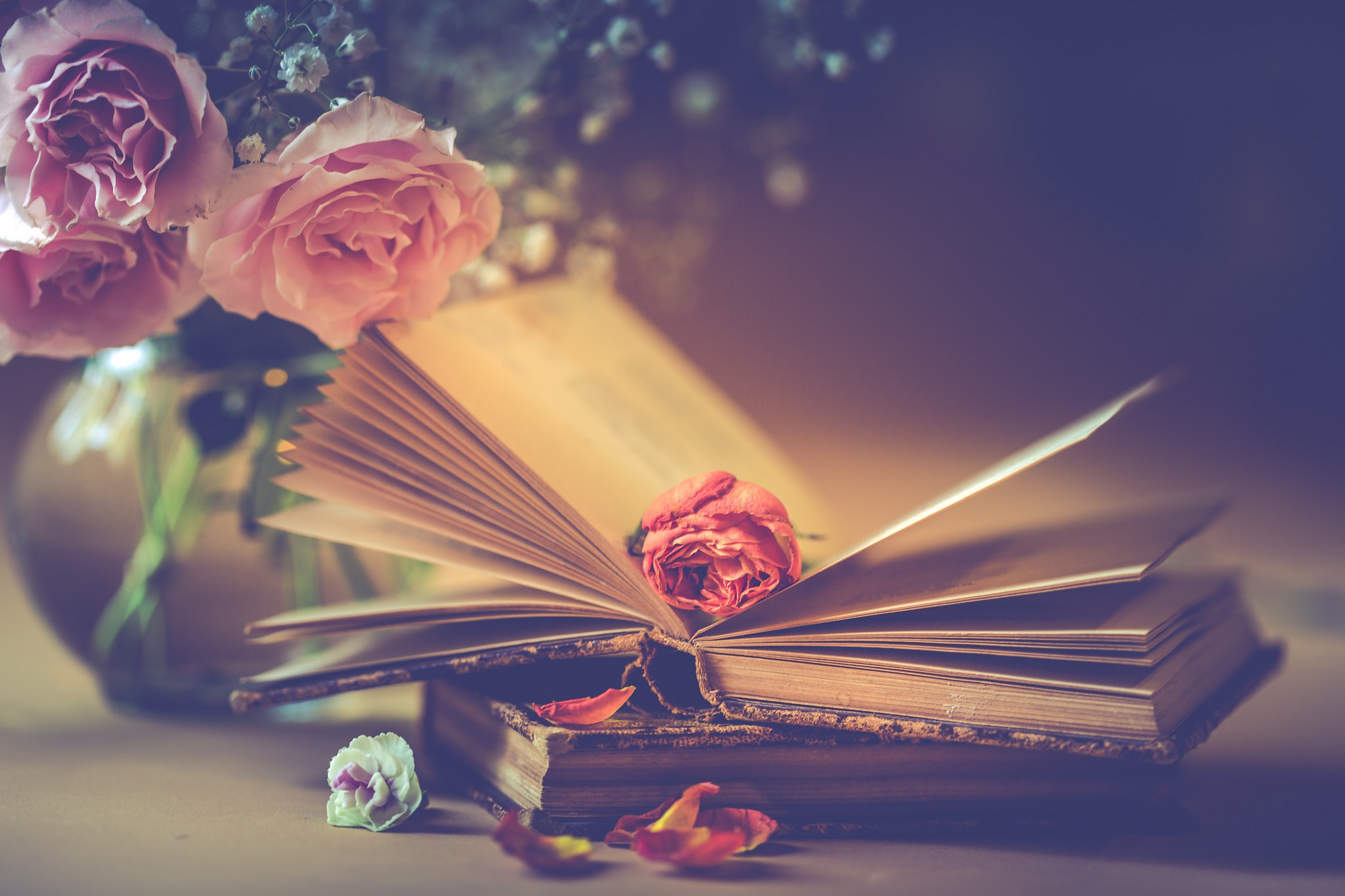 Wallpaper flowers, style, books, roses, bouquet, petals, Bud for mobile and desktop, section стиль, resolution 2048x1365