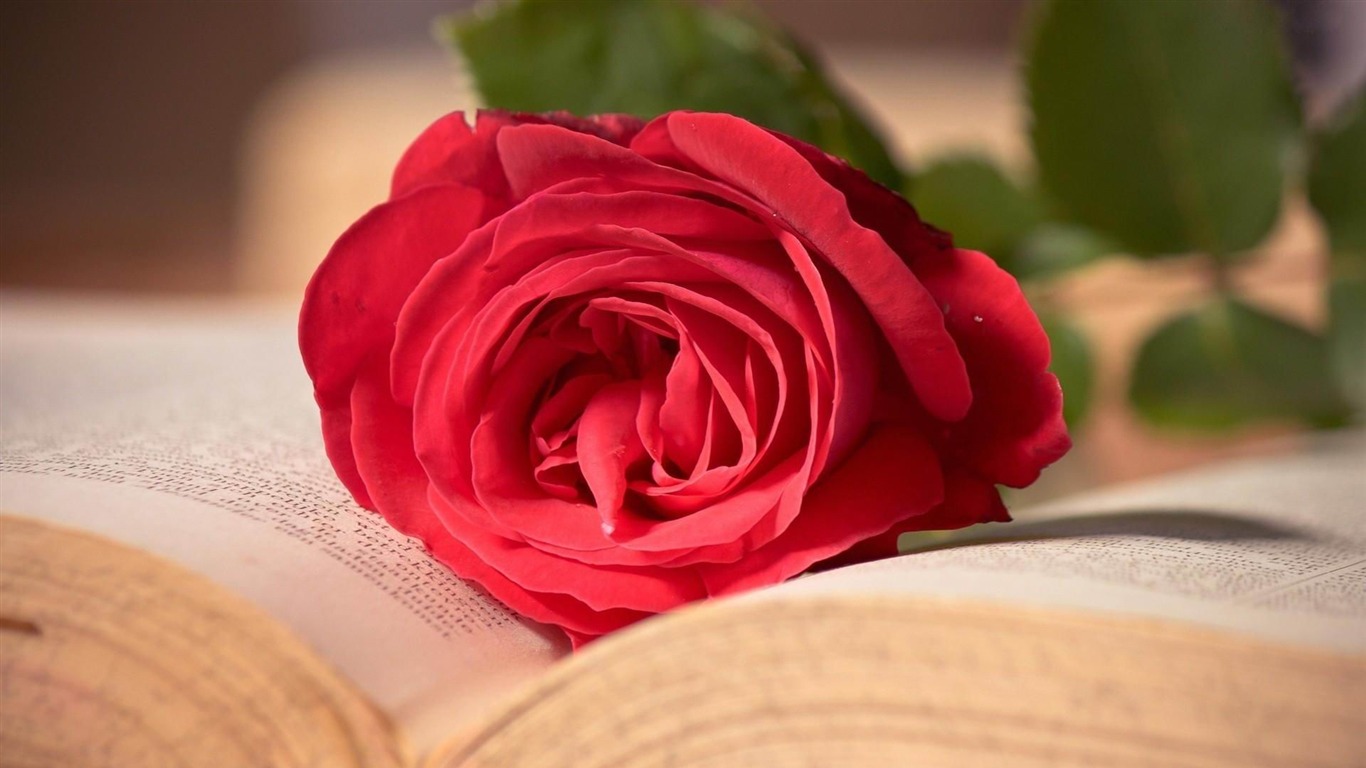 Rose Red Flower Book Reversal Flower Photography HD Wallpaper