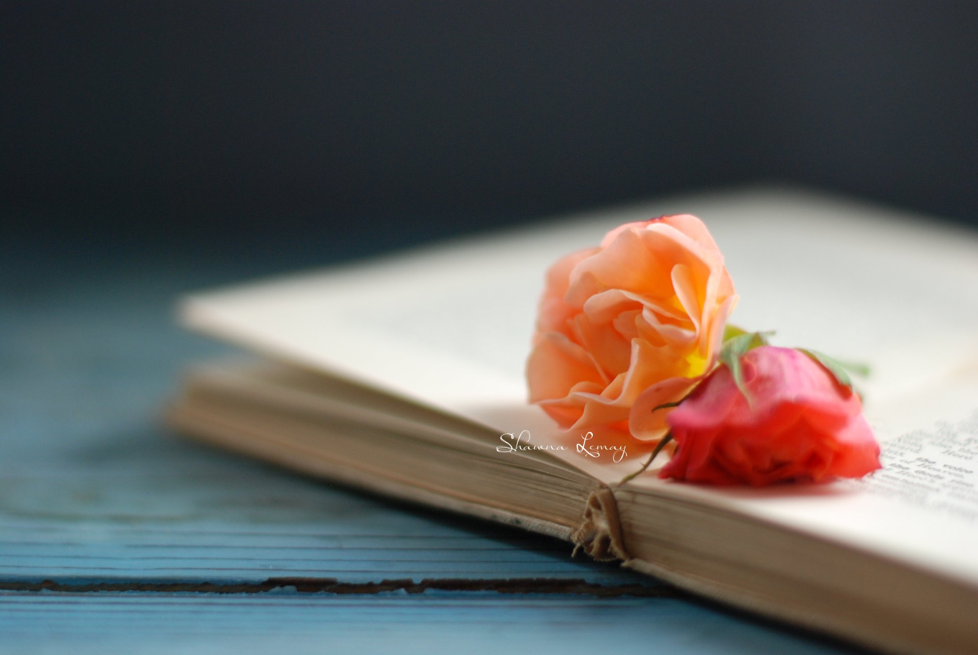 Colorful Roses on the book for your phone