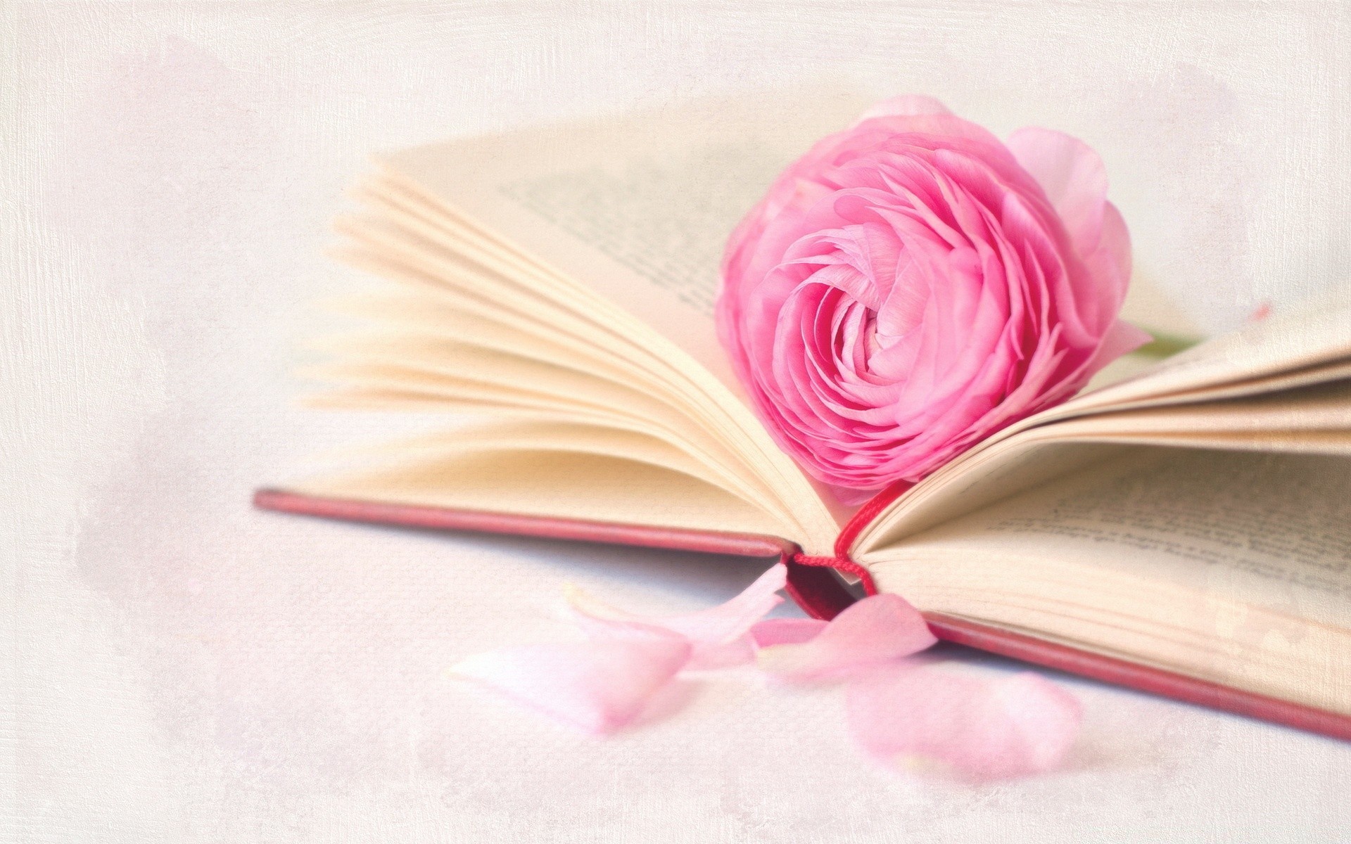 A beautiful rose on the pages of the book