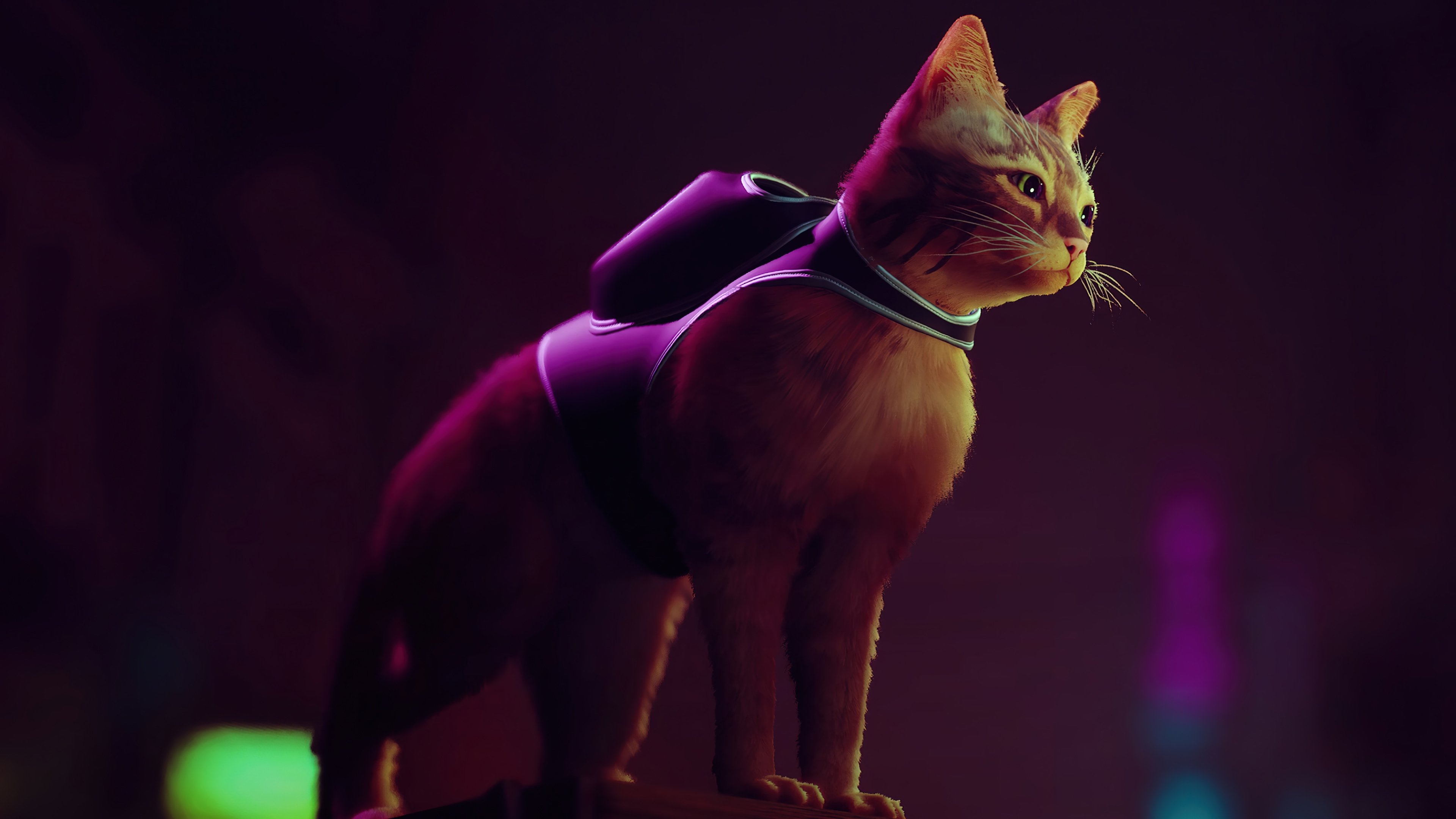 Stray Cat Game Wallpaper 4k for Desktop