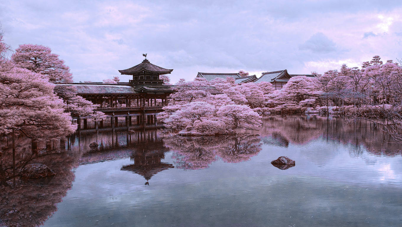 Download Kyoto Sakura Pond Wallpaper
