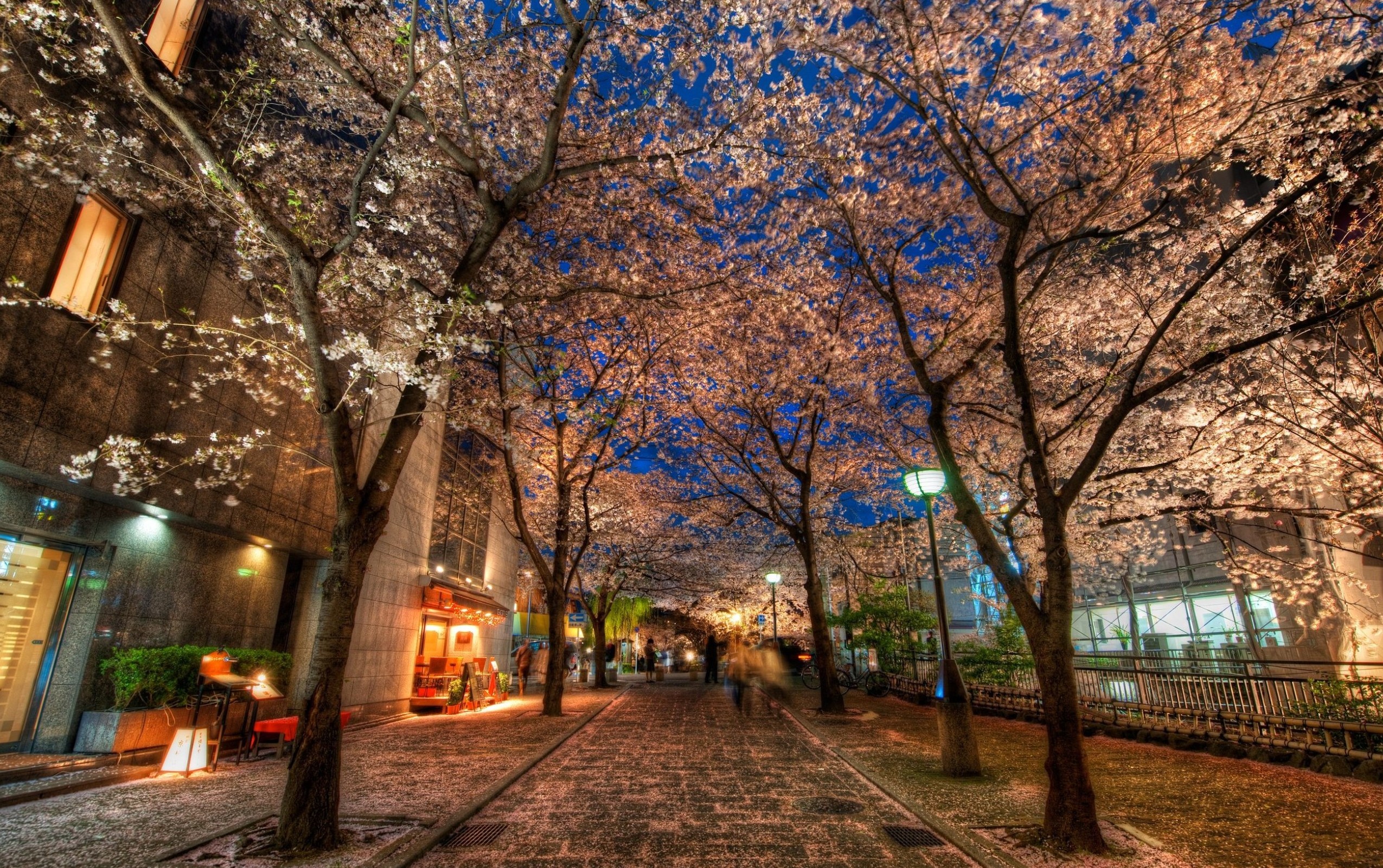 Enchanting Kyoto: HD Wallpaper Of A Blossom Laden Street