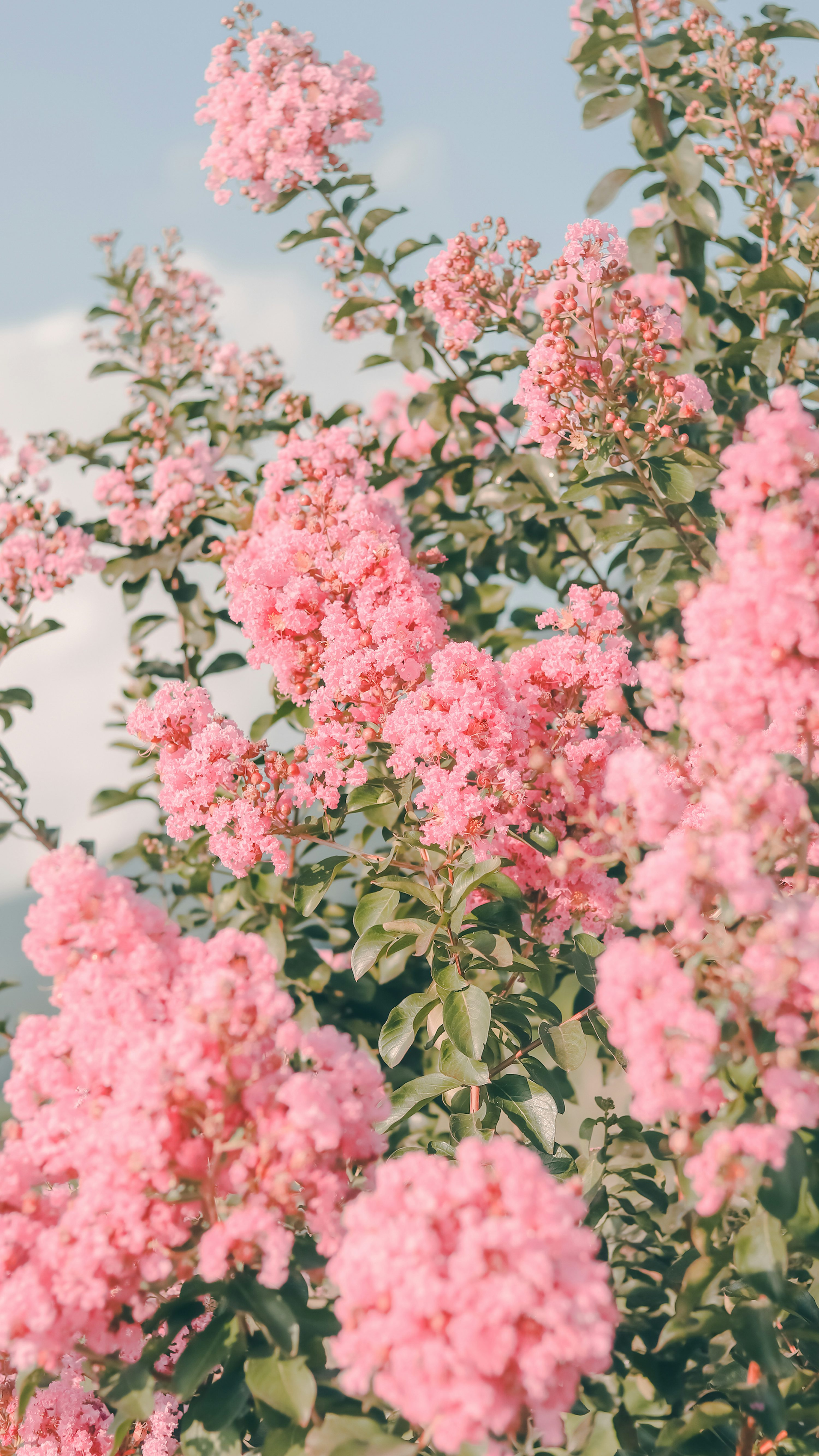 A bush of pink flowers with green leaves photo