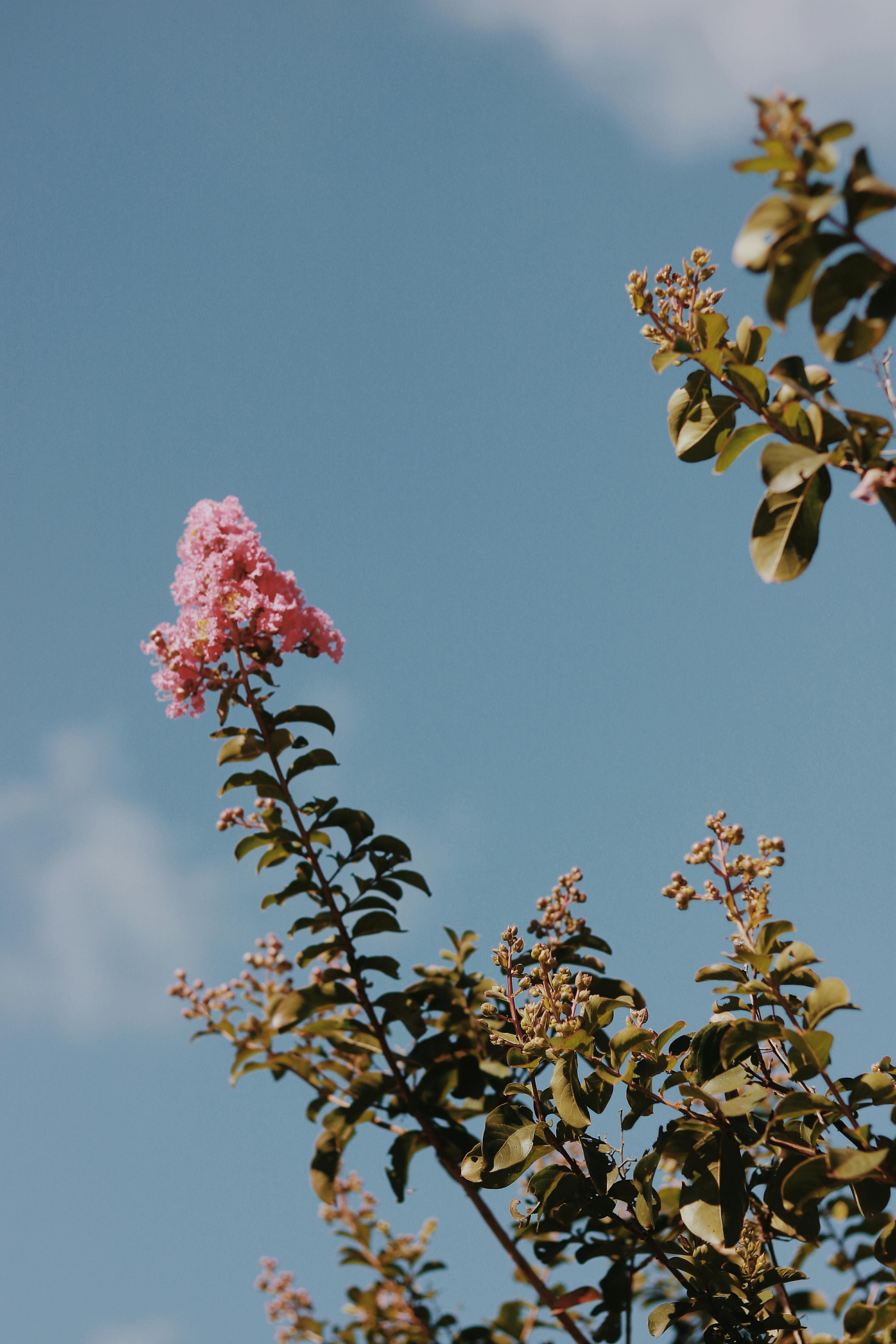 Flowering Plant Under Blue Sky · Free