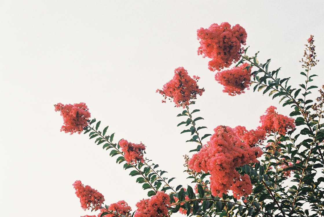 A Tree with Pink Crape Myrtle Flowers · Free