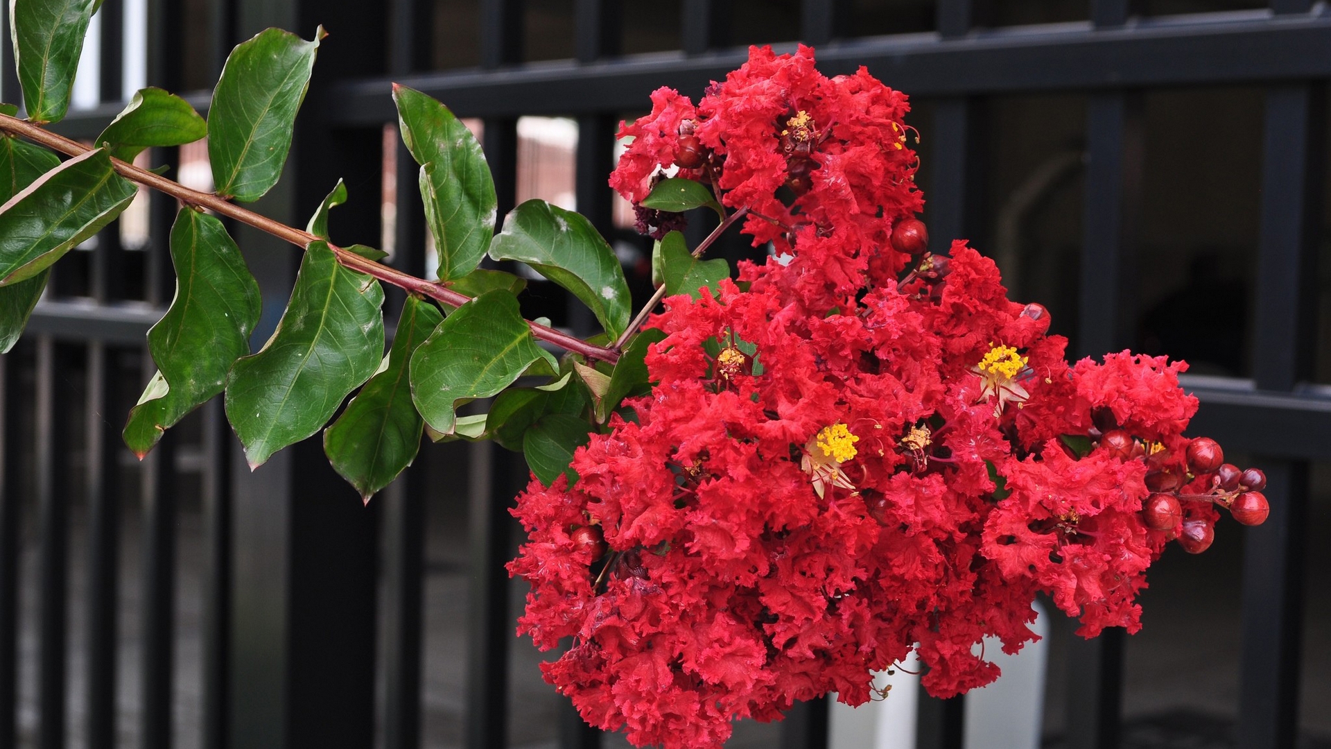 Download Crepe Myrtle Nature Flower HD Wallpaper