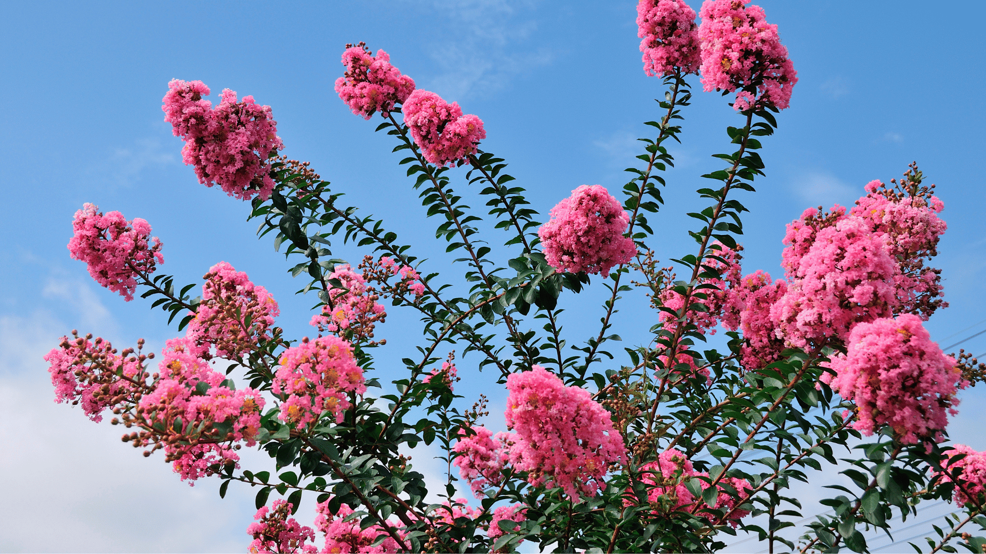 Don't Murder the Myrtle! A Fun Guide to Proper Pruning