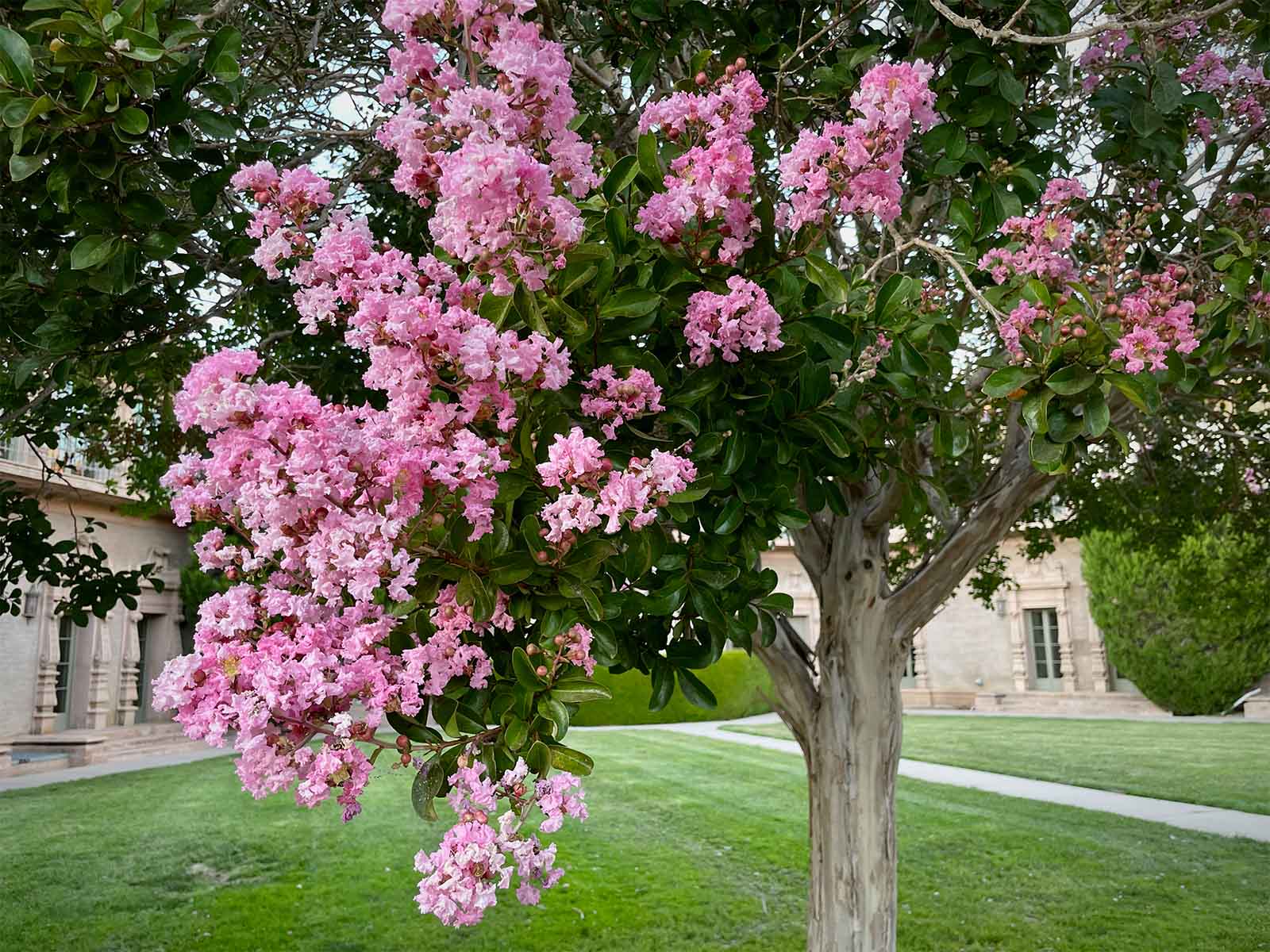 Lagerstroemia indica, crape myrtle. Trees of Stanford & Environs
