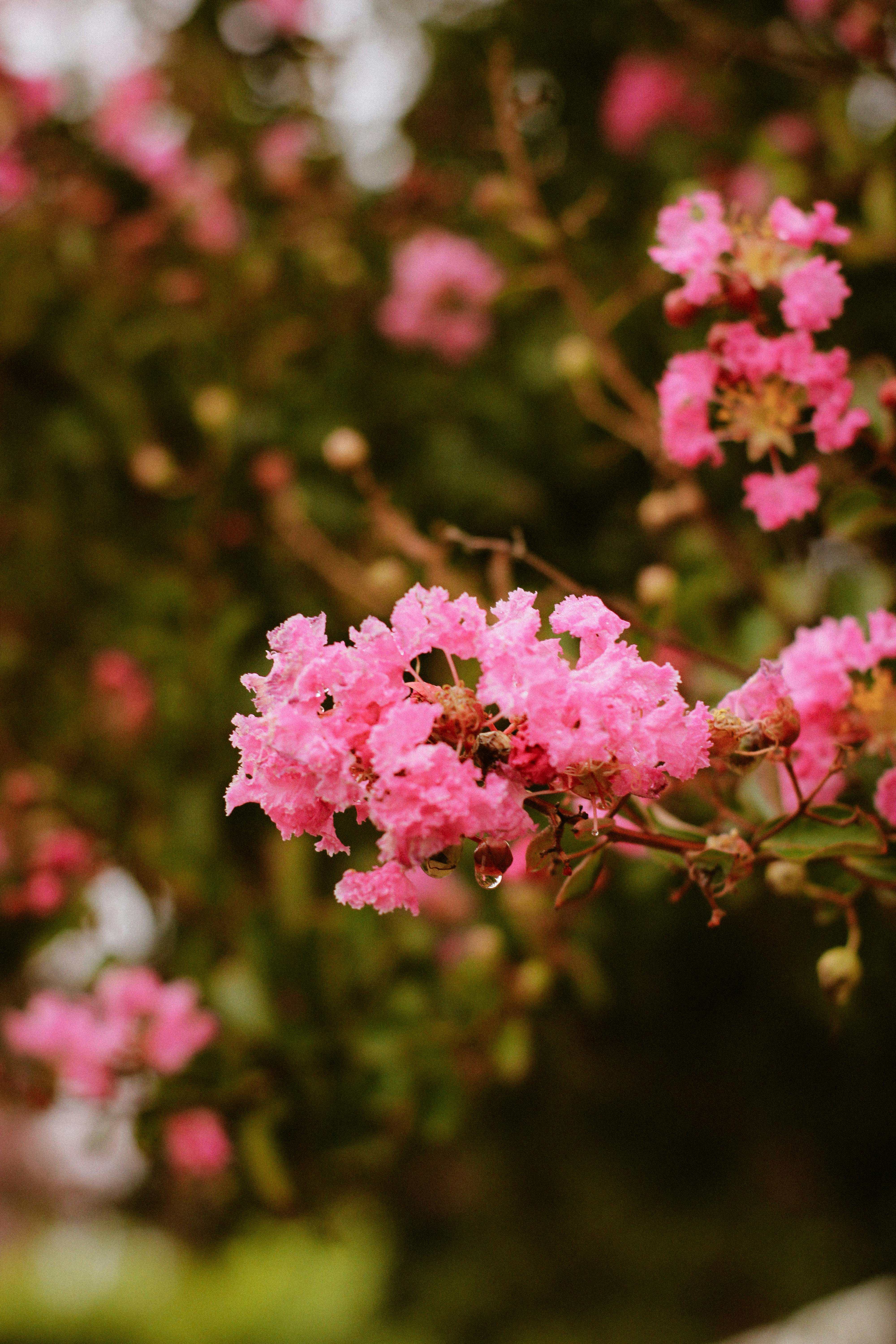 Blossoms of Crepe Myrtle in Spring · Free