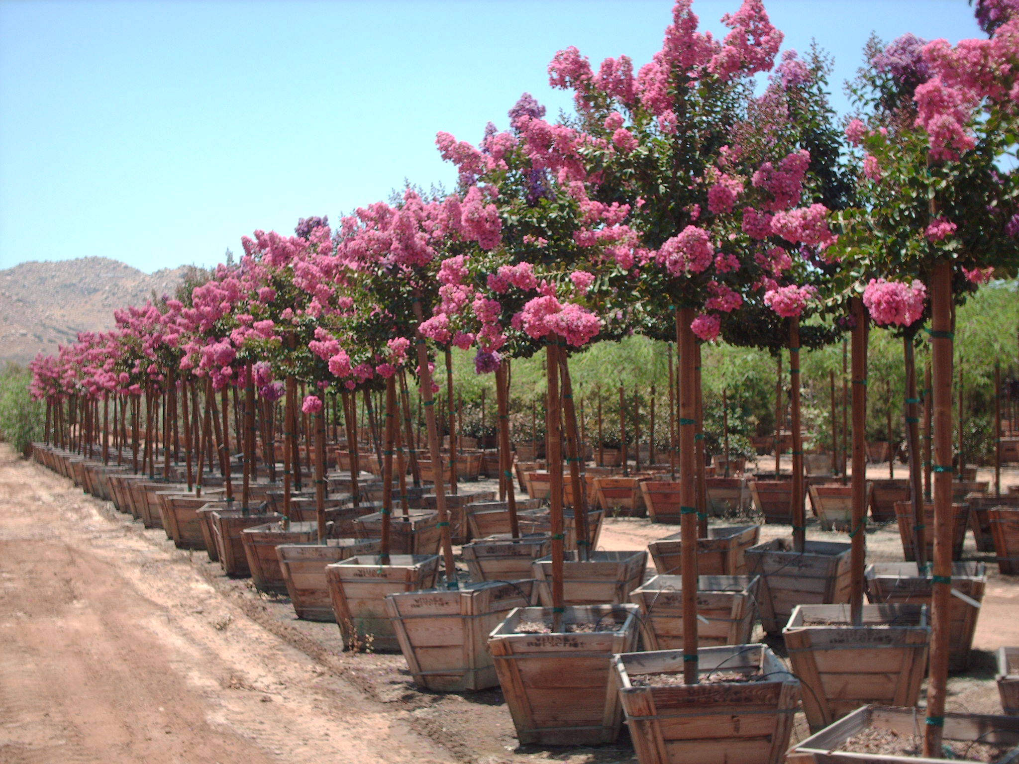 Seminole Pink Crape Myrtle