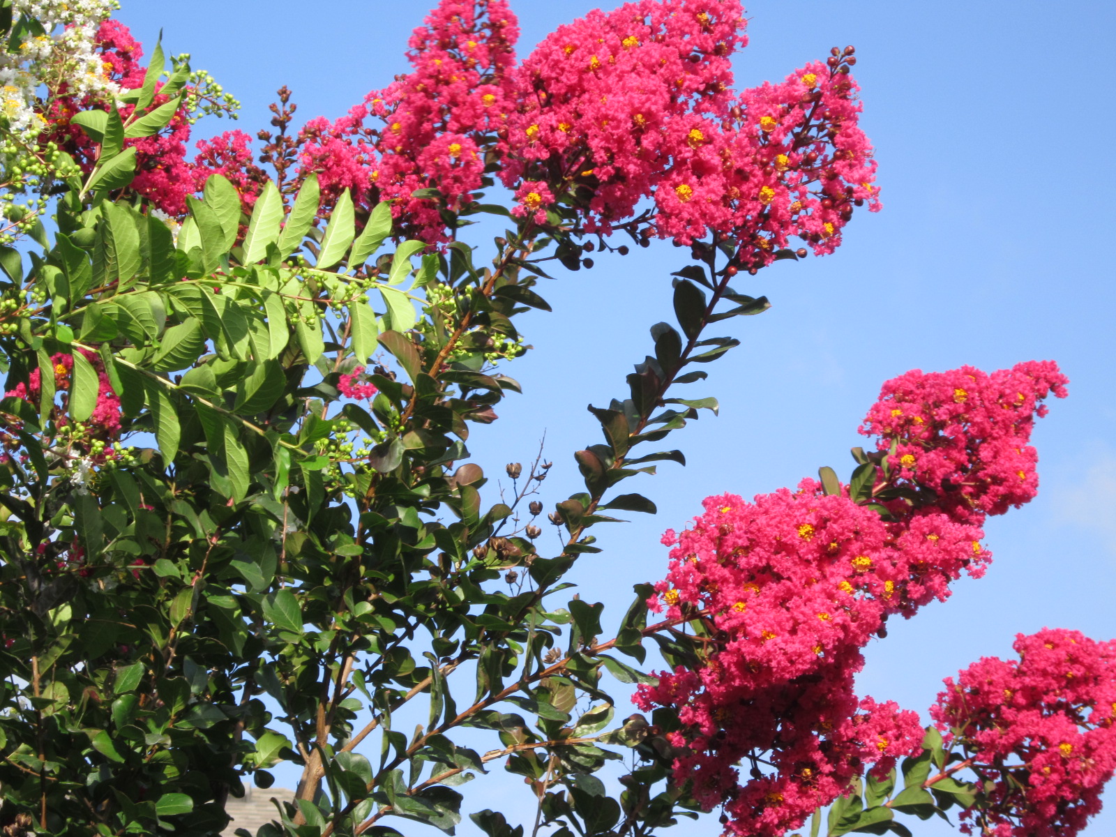Crepe Myrtles: Flowering Xeriscape Trees for the TX Landscape's Landscape & Design