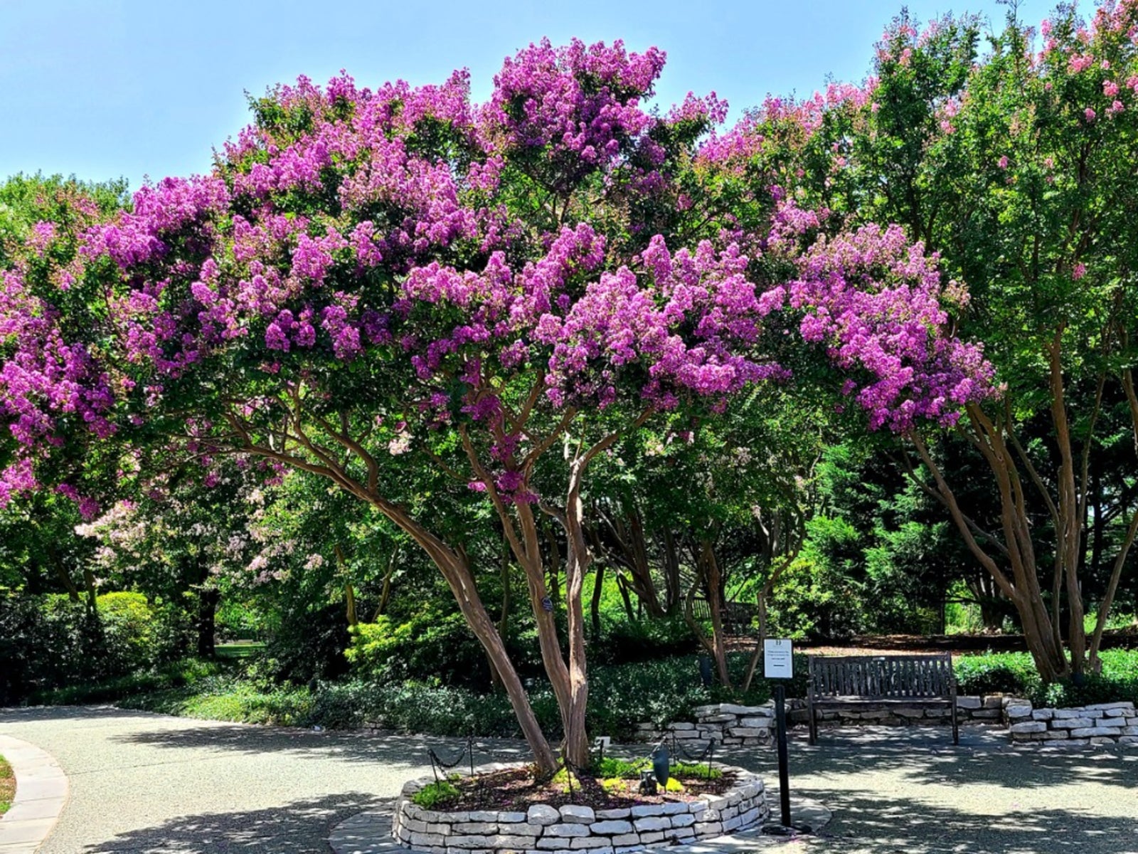Crape Myrtle Tree Information: How To Grow Crape Myrtle. Gardening Know How