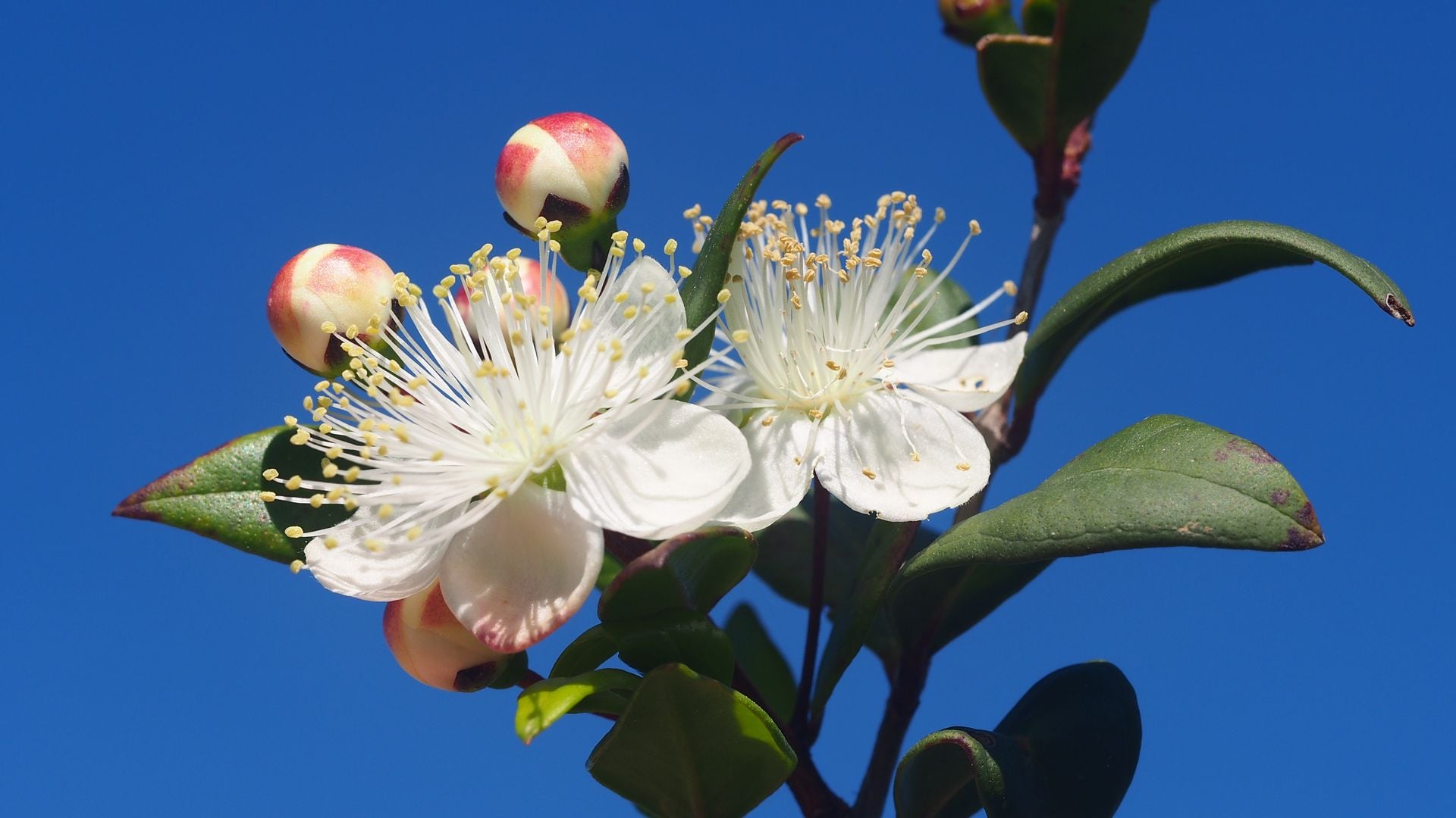 The best shrub for sunny patios, terraces, and gardens