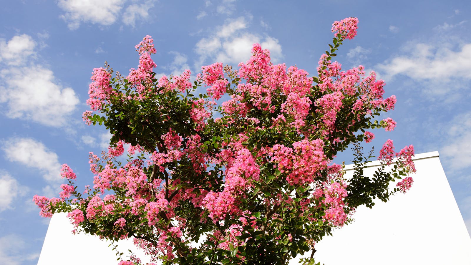 Cut the Crape Myrtle! Texas Deserves a Better State Shrub