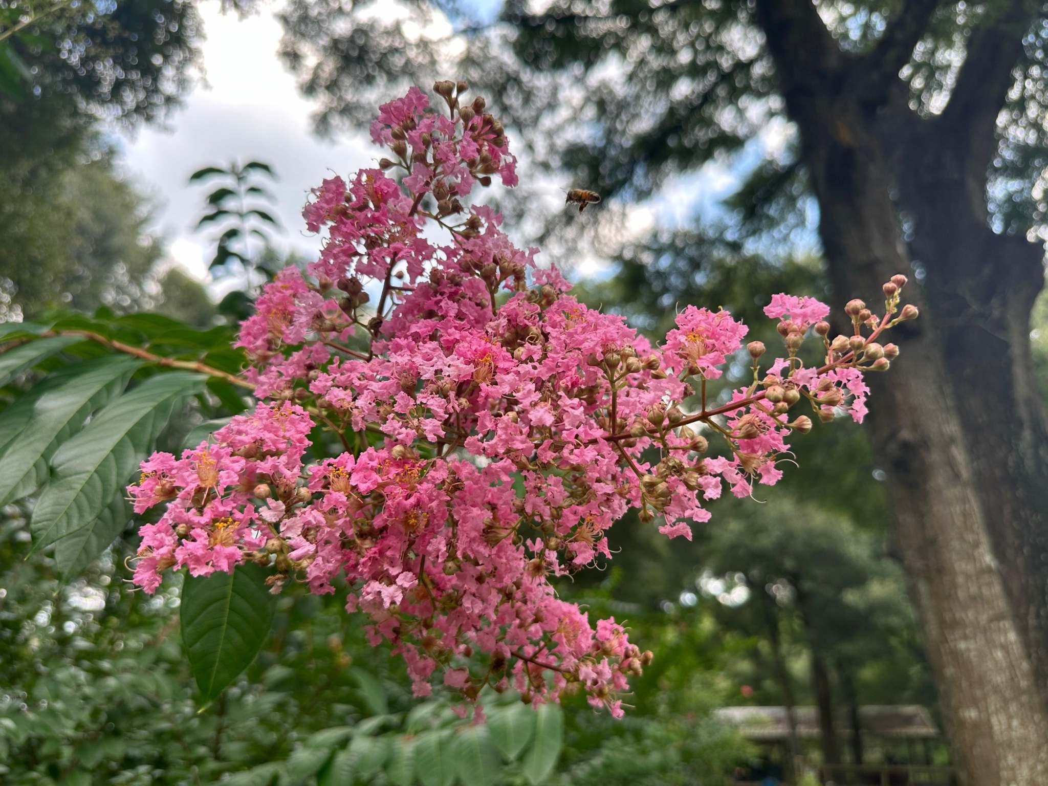 Osage Crape Myrtle: Unique Blooms in Shades of Pink & Fast Growth Tree. Southern Charm Crape Myrtles, LLC
