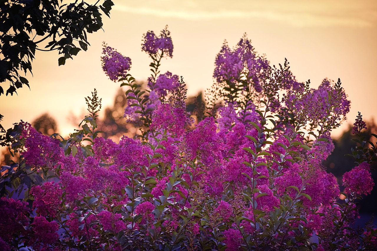 Sunset Crape Myrtle
