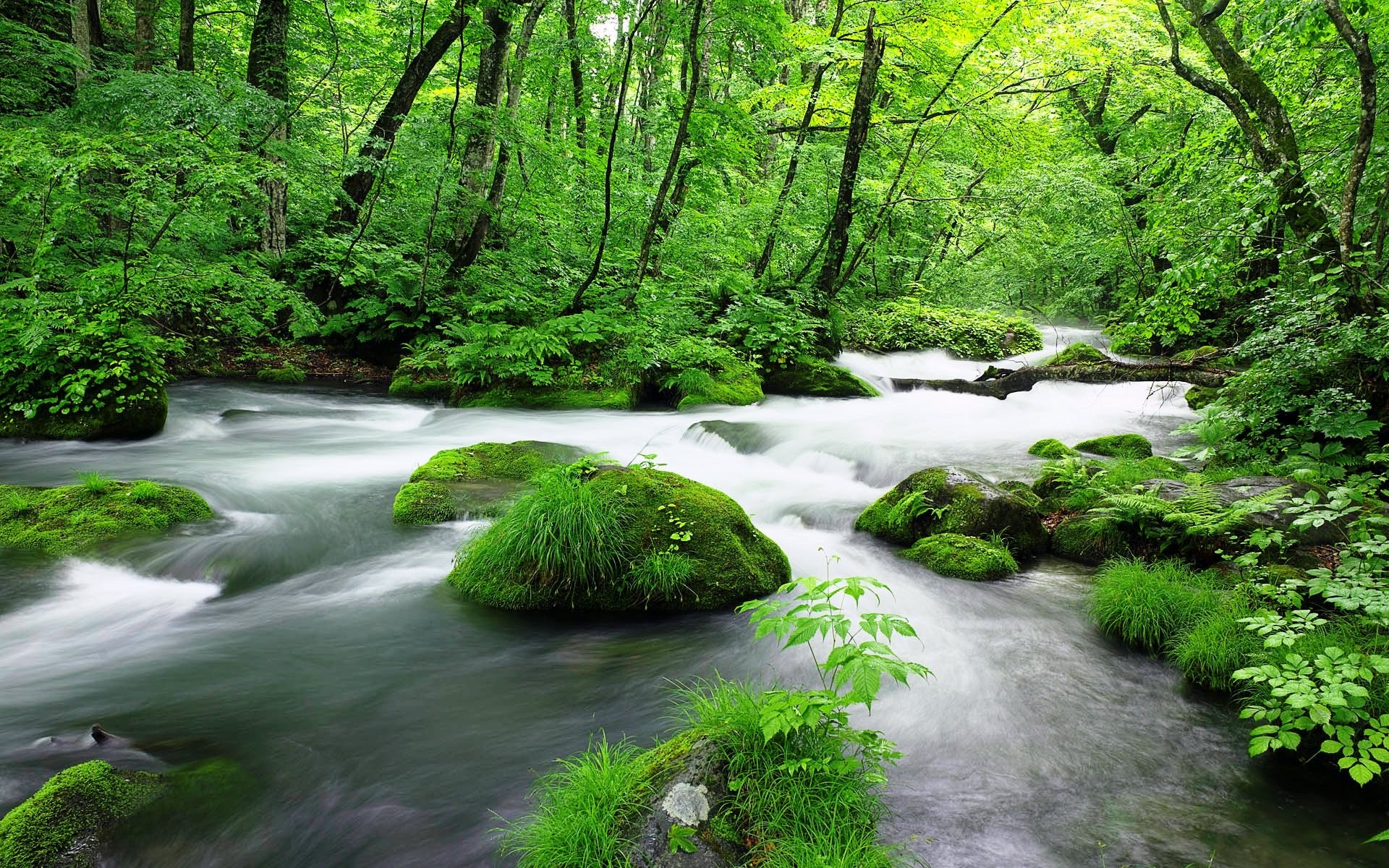 Green Jungle Streams Windows 10 HD Wallpaper