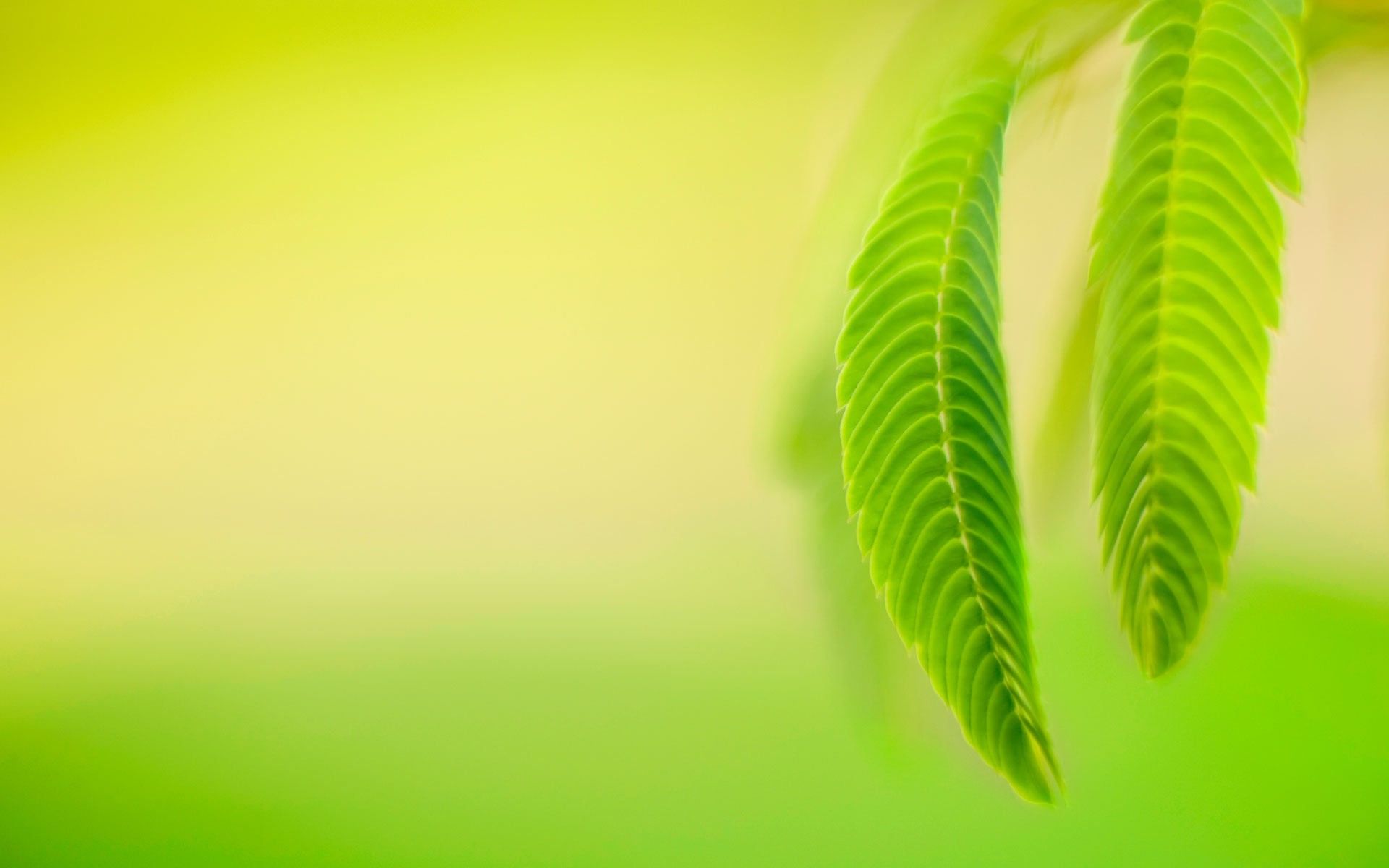 Green Leaves Windows 8 1 Preview Desktop Widescreen Wallpaper