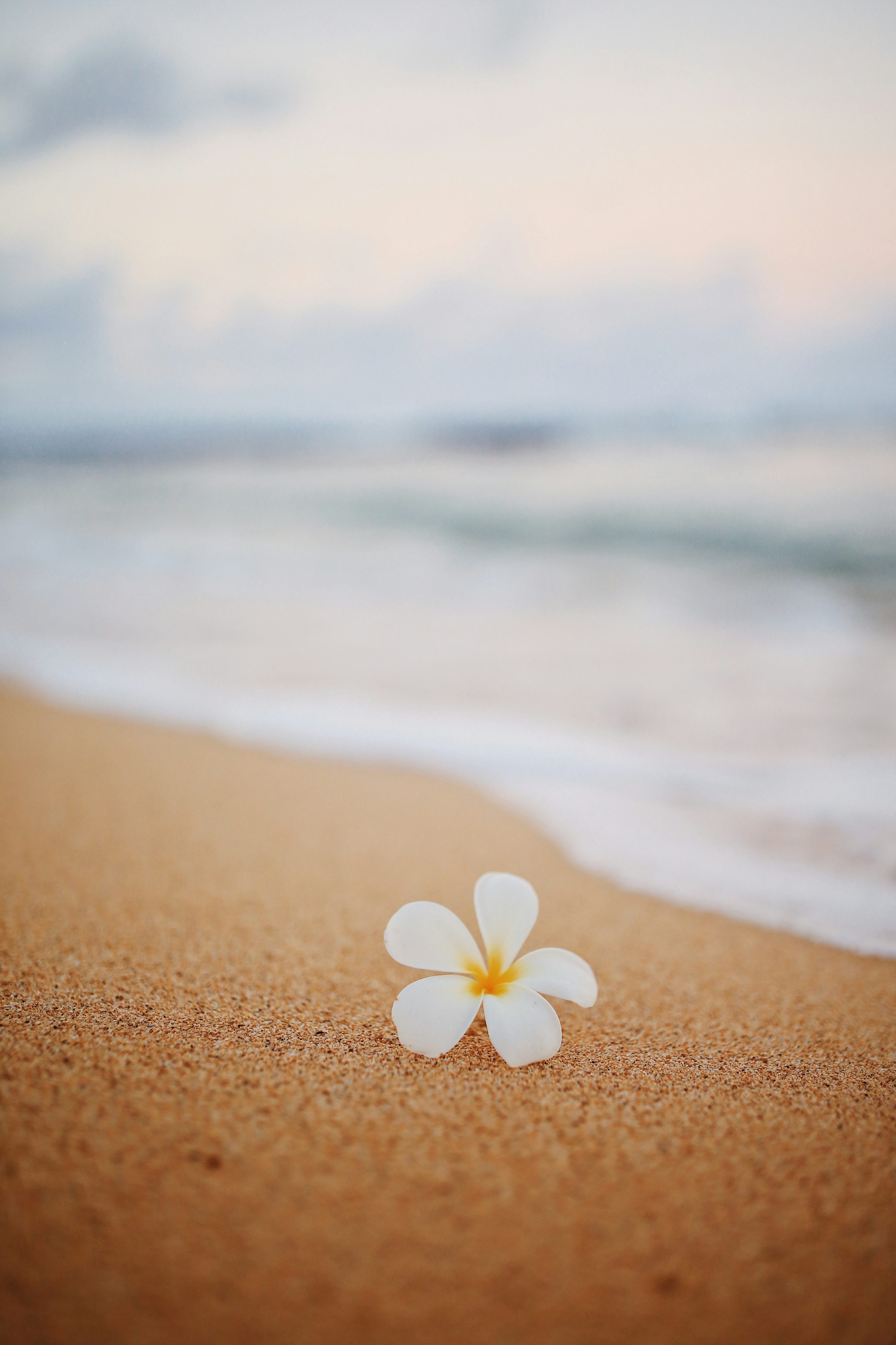 Beach Flower Picture. Download Free Image